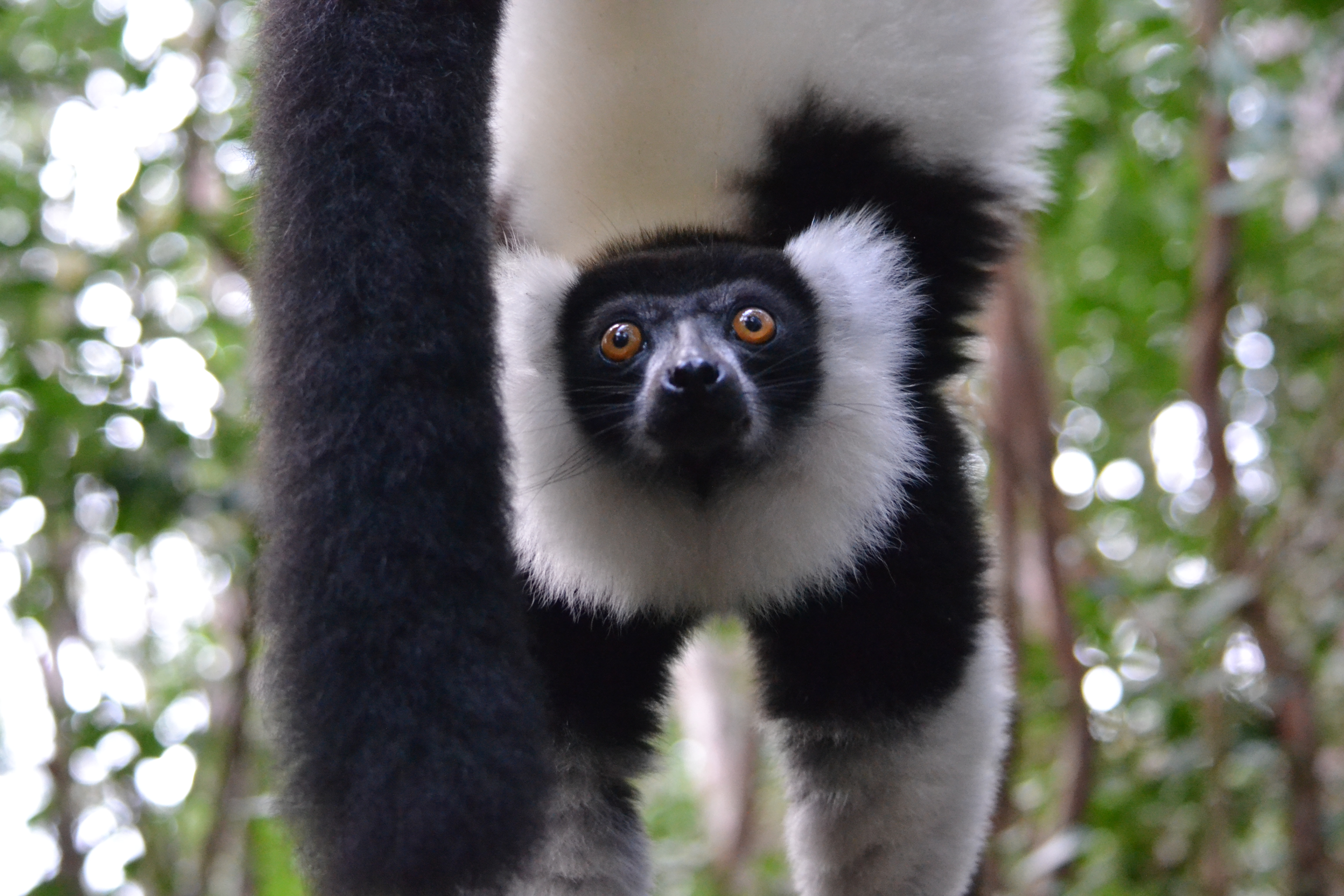 7 дней Экспедиция в тропические леса Восточного Мадагаскара (19/57)