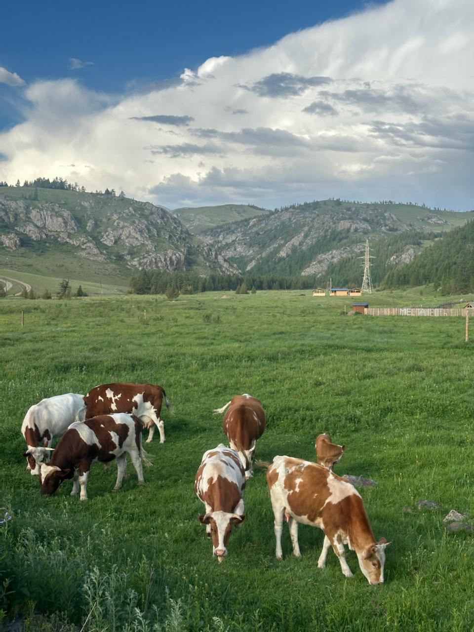 Все включено, Алтай на максимум за 5 дней (баня, конная прогулка, внедорожник) (148/162)