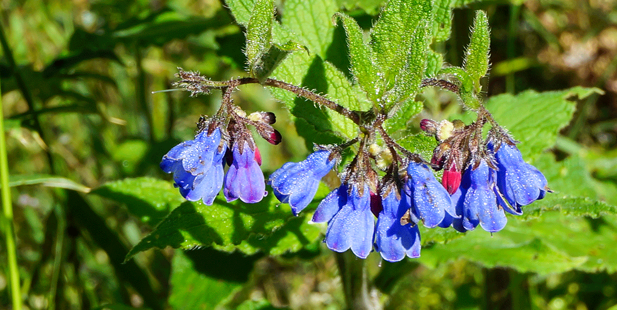 Треккинг в Архыз. Максимальное погружение (10/80)
