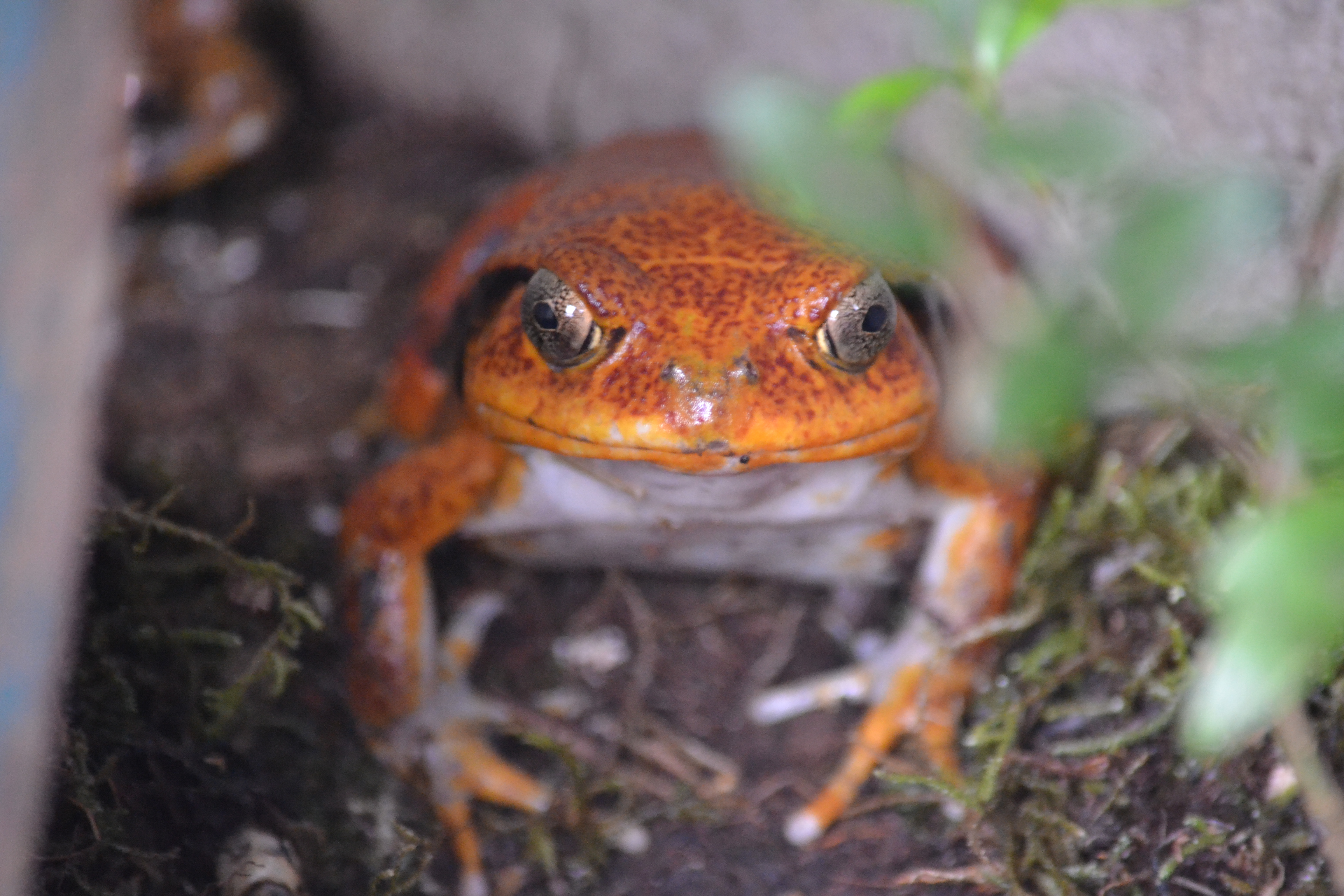 7 дней Экспедиция в тропические леса Восточного Мадагаскара (39/57)