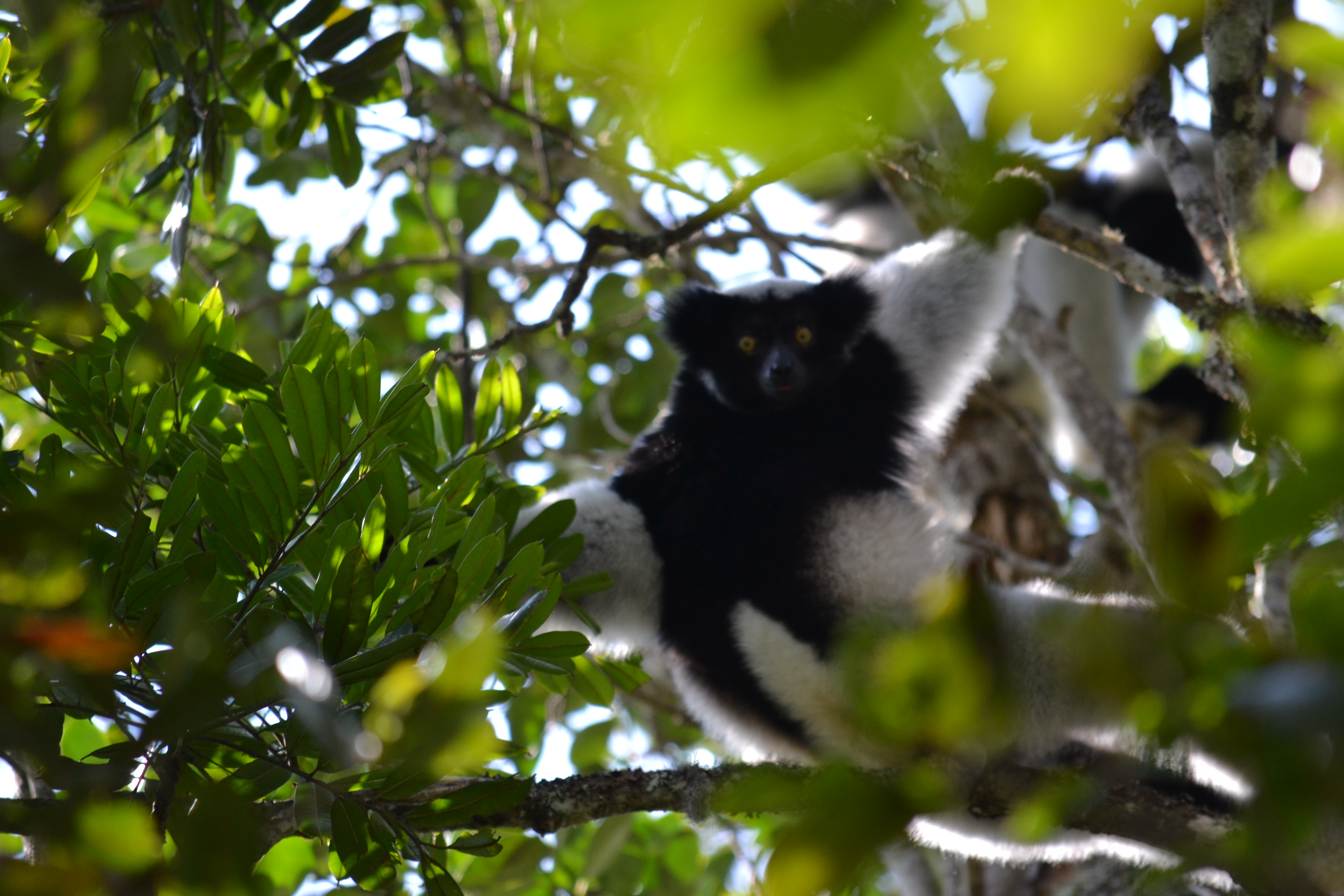 7 дней Экспедиция в тропические леса Восточного Мадагаскара (30/57)