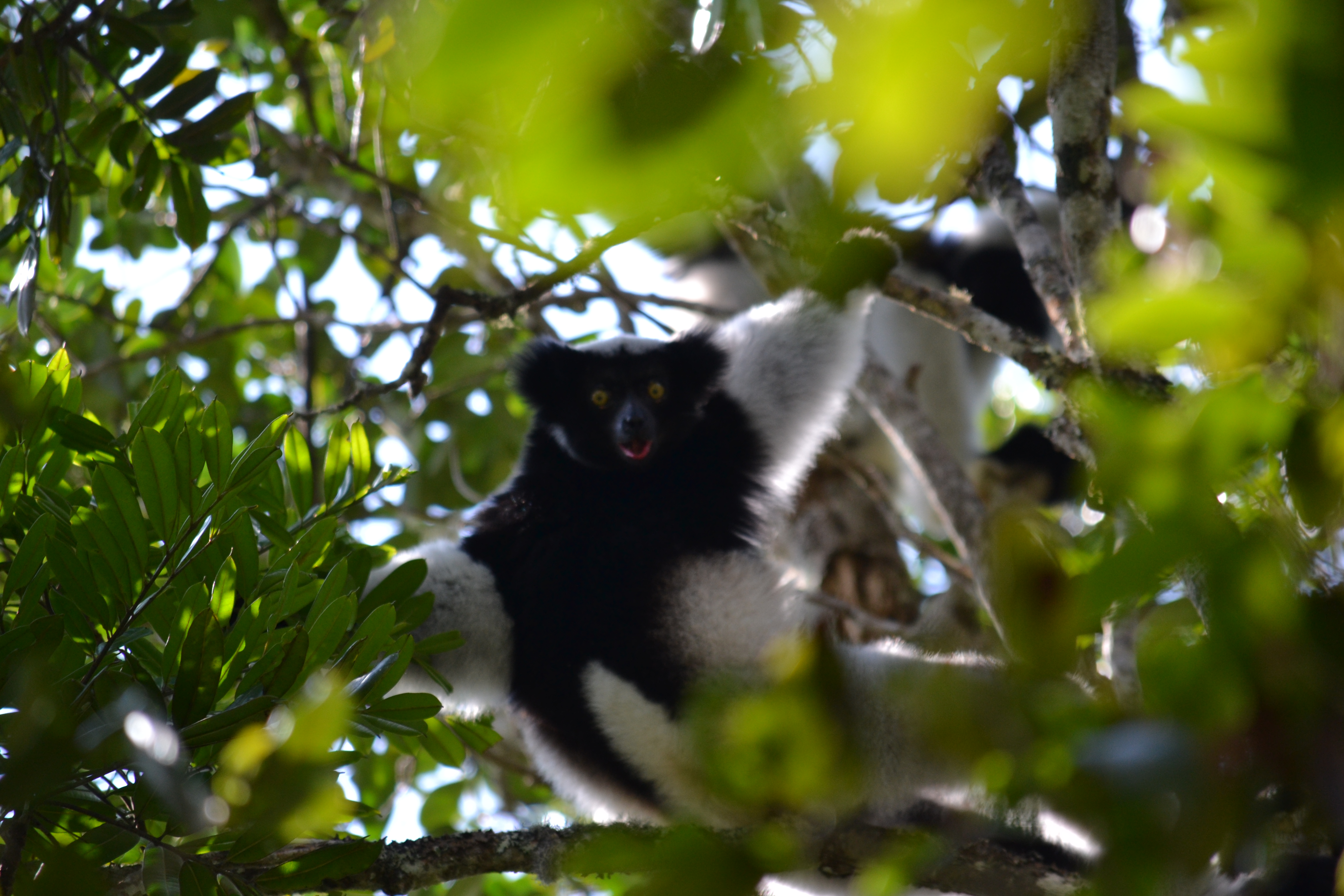 7 дней Экспедиция в тропические леса Восточного Мадагаскара (29/57)