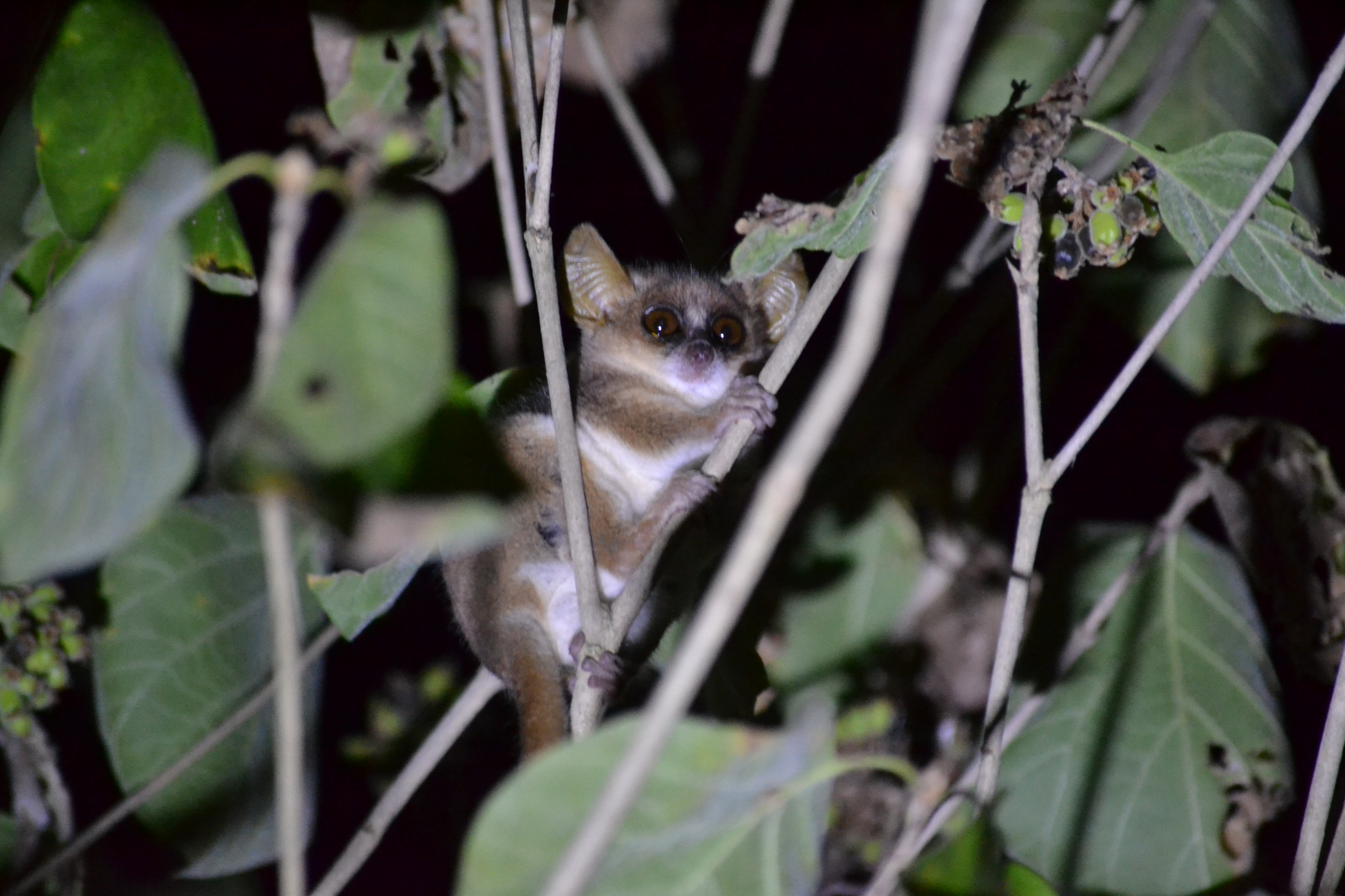 7 дней Экспедиция в тропические леса Восточного Мадагаскара (12/57)