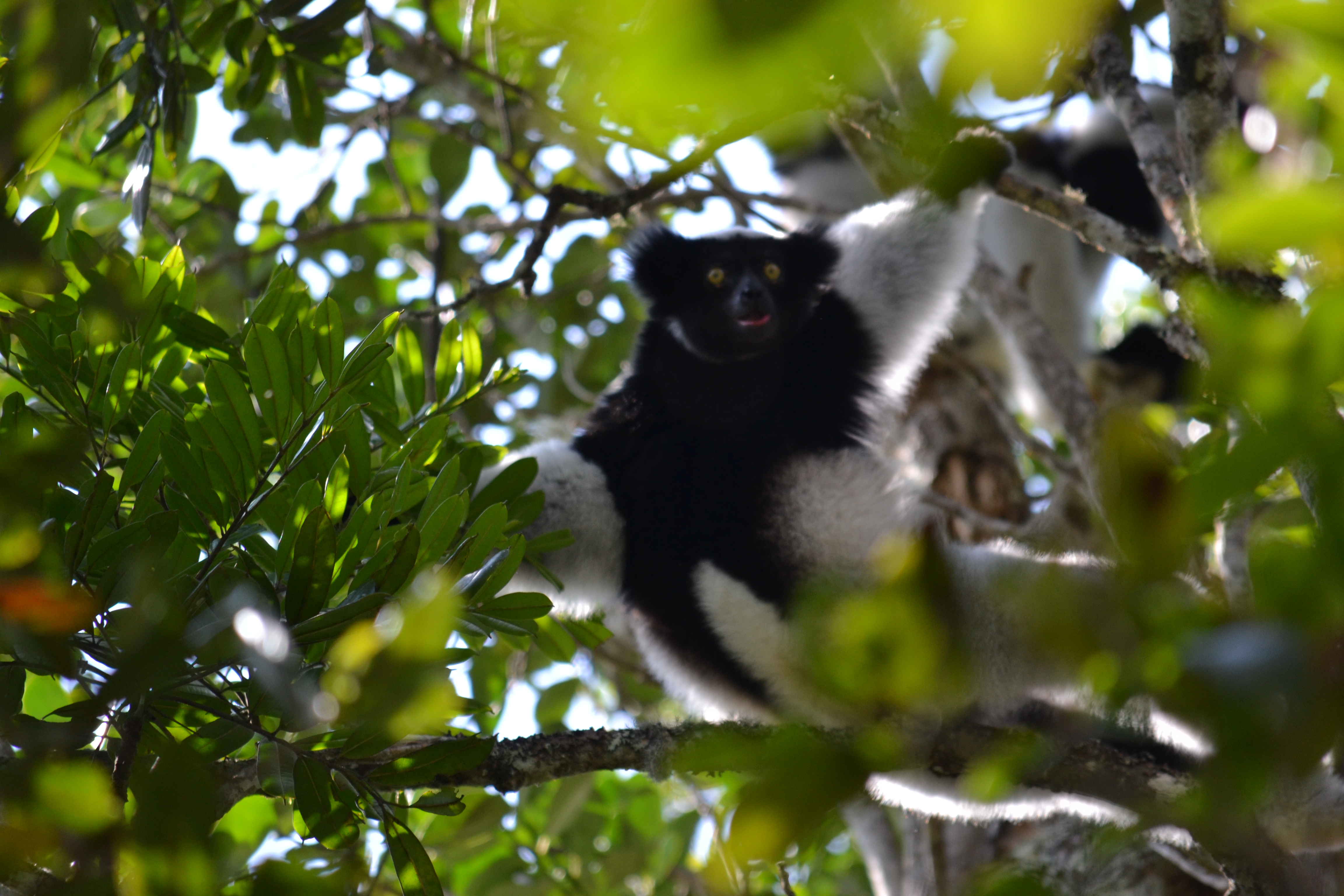 7 дней Экспедиция в тропические леса Восточного Мадагаскара (28/57)