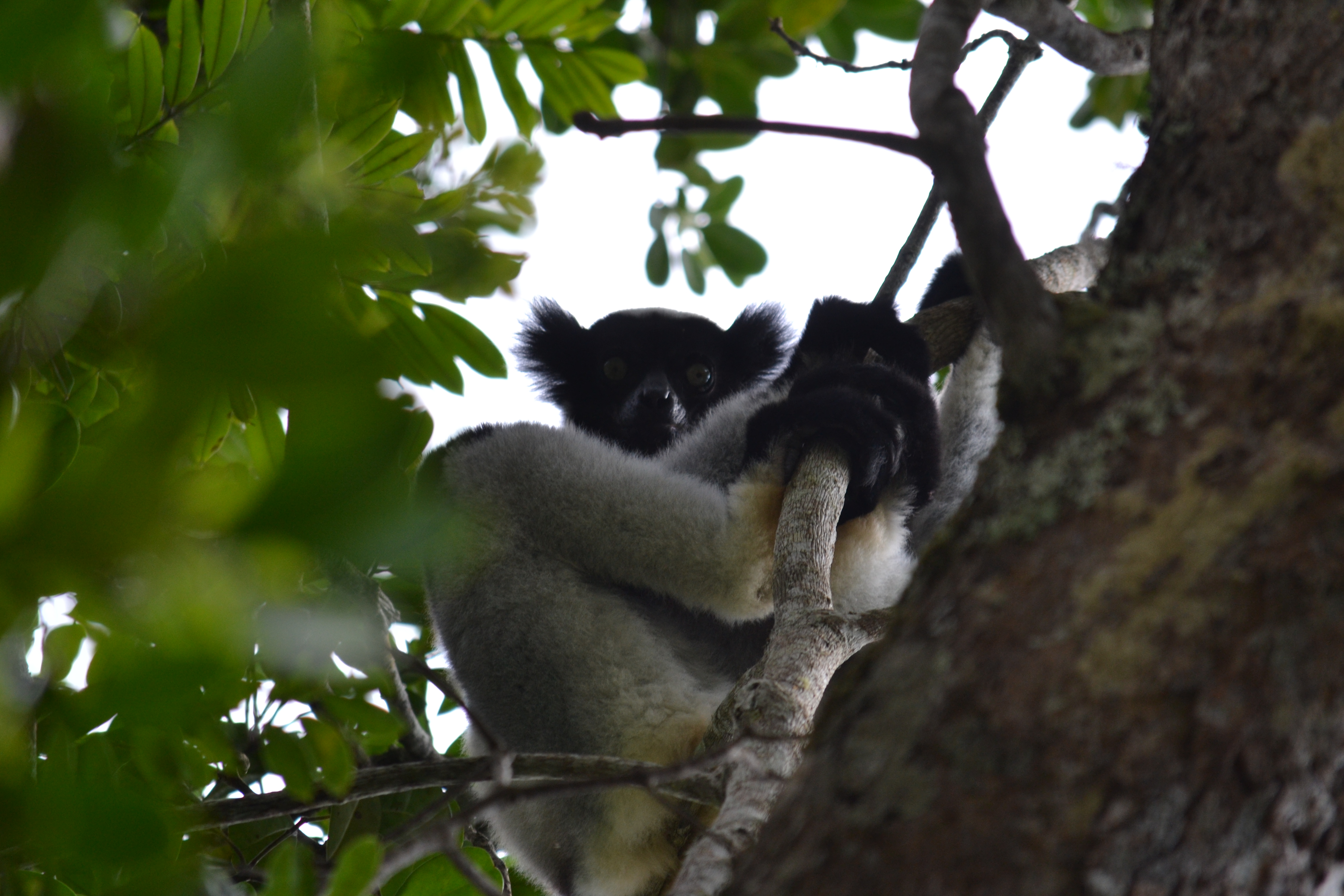 7 дней Экспедиция в тропические леса Восточного Мадагаскара (26/57)