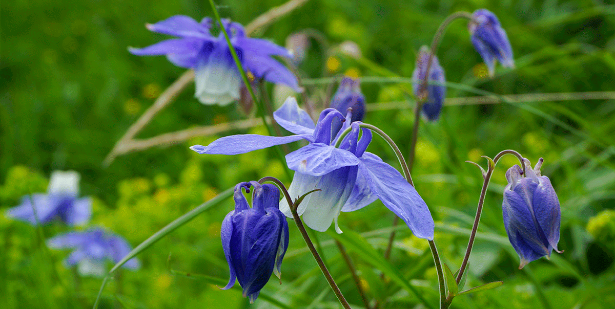 Треккинг в Архыз. Максимальное погружение (30/80)