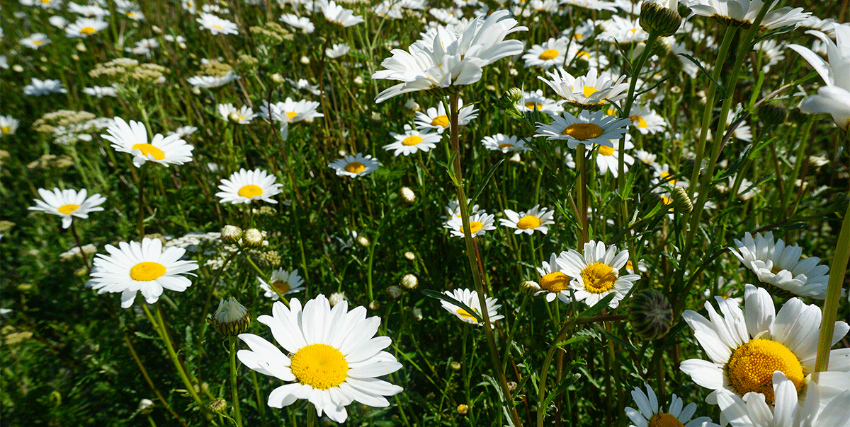 Треккинг в Архыз. Максимальное погружение (6/80)