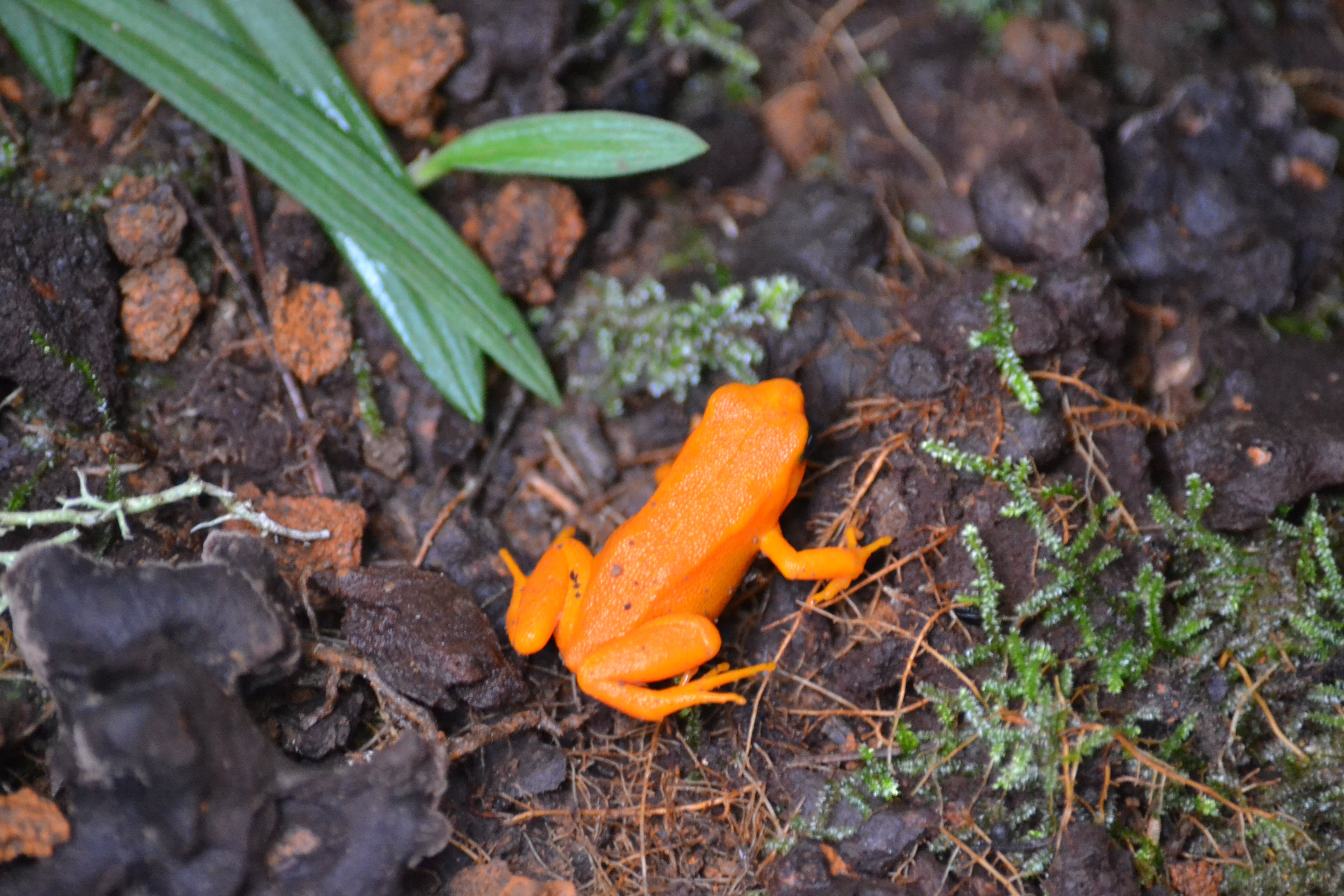 7 дней Экспедиция в тропические леса Восточного Мадагаскара (40/57)