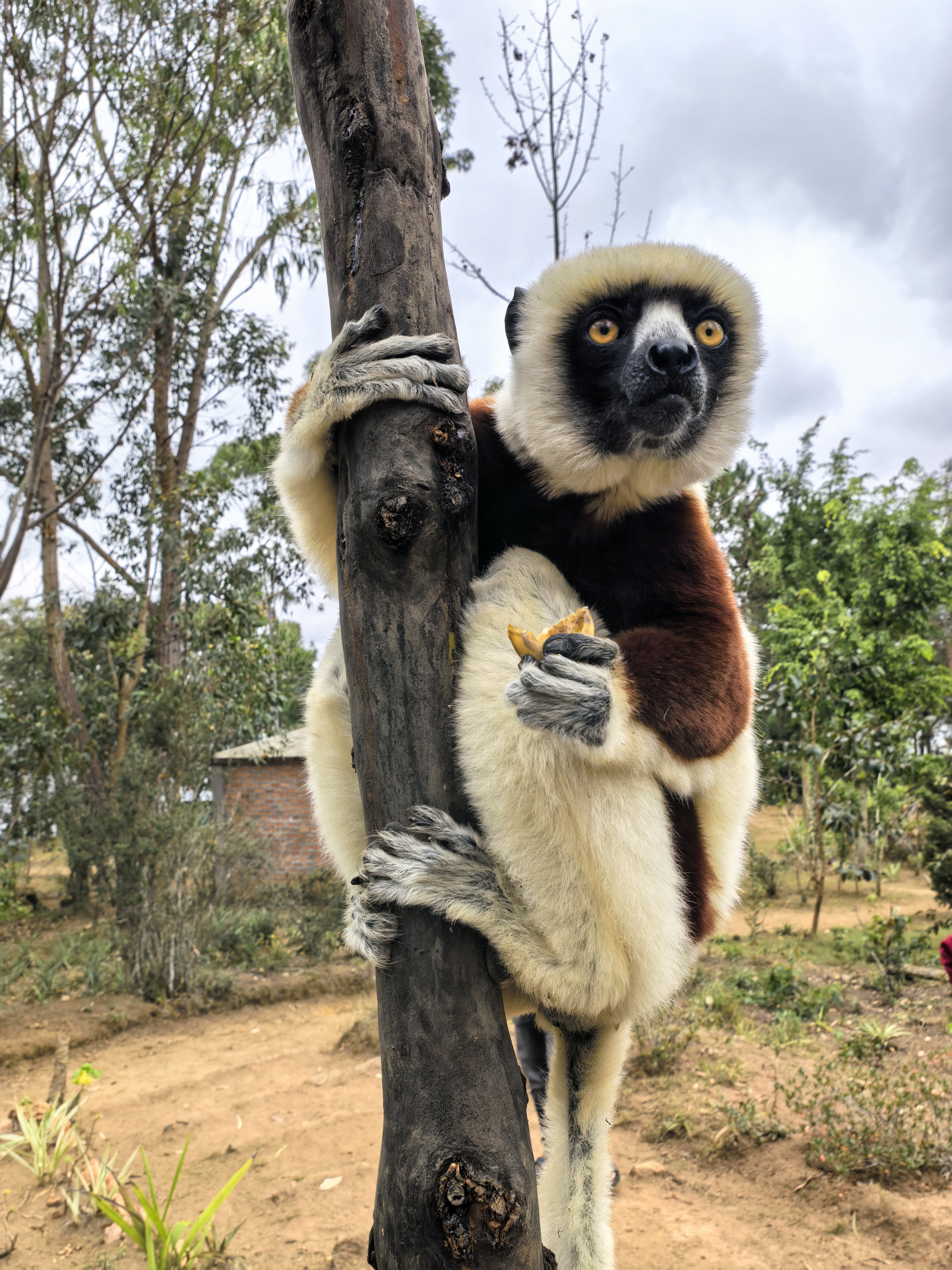 Цинги де Бемараха - Андасибе - Мантасуа