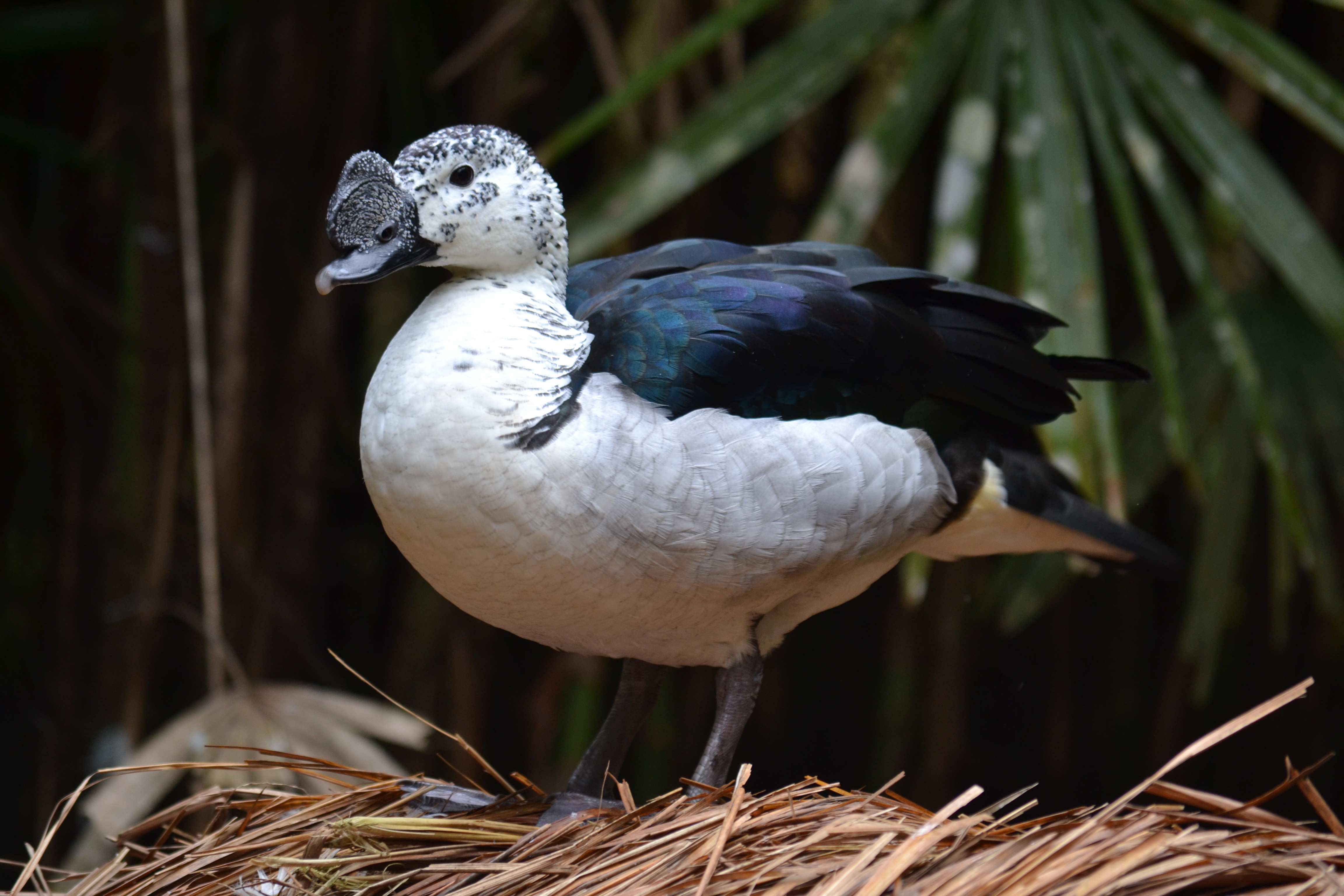 7 дней Экспедиция в тропические леса Восточного Мадагаскара (24/57)