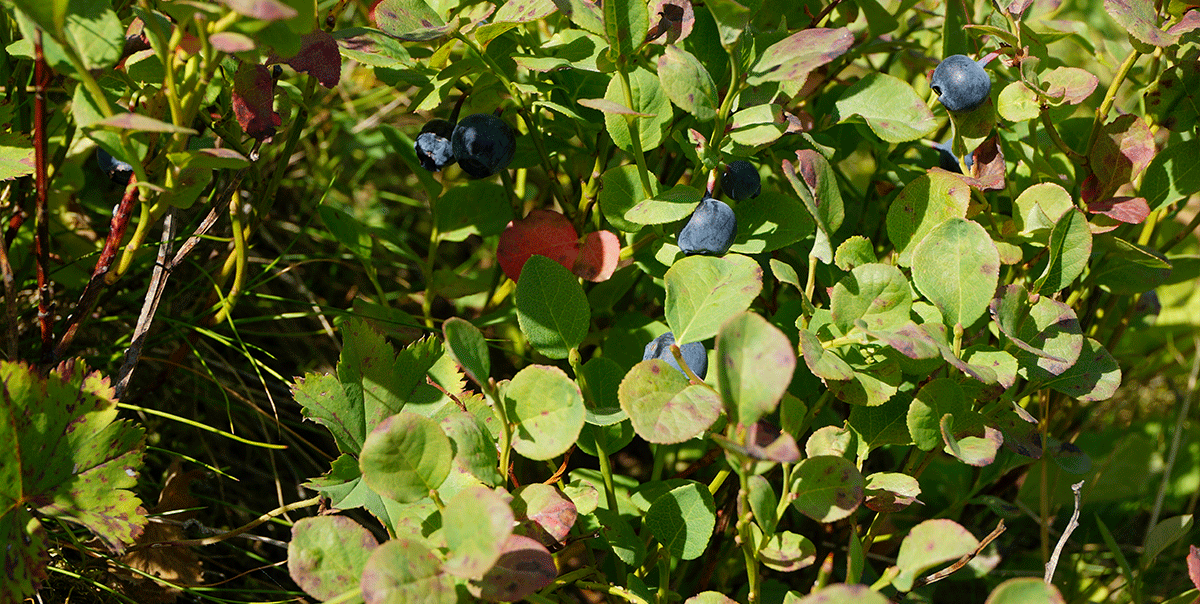 Треккинг в Архыз. Максимальное погружение (47/80)