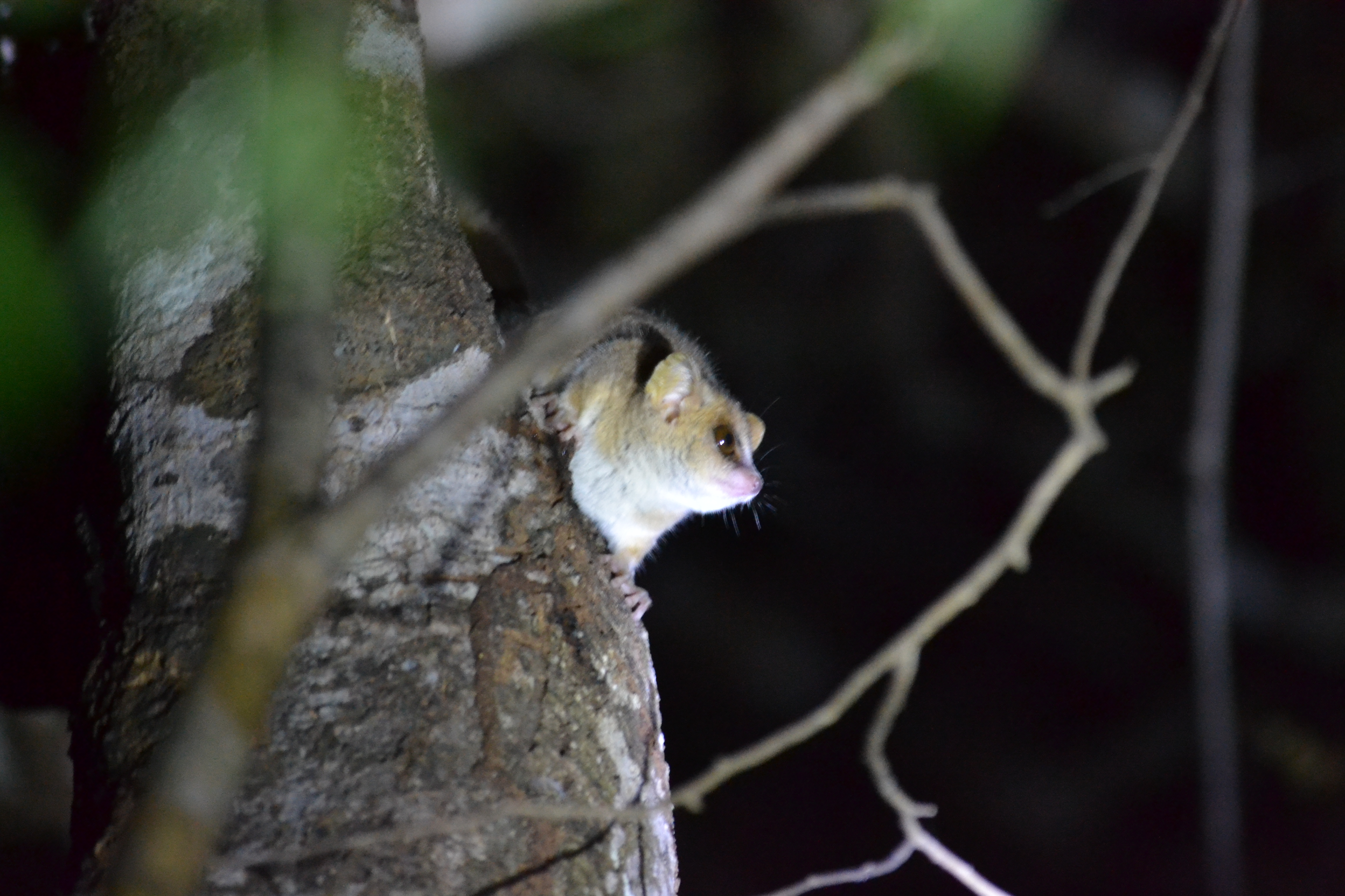7 дней Экспедиция в тропические леса Восточного Мадагаскара (9/57)
