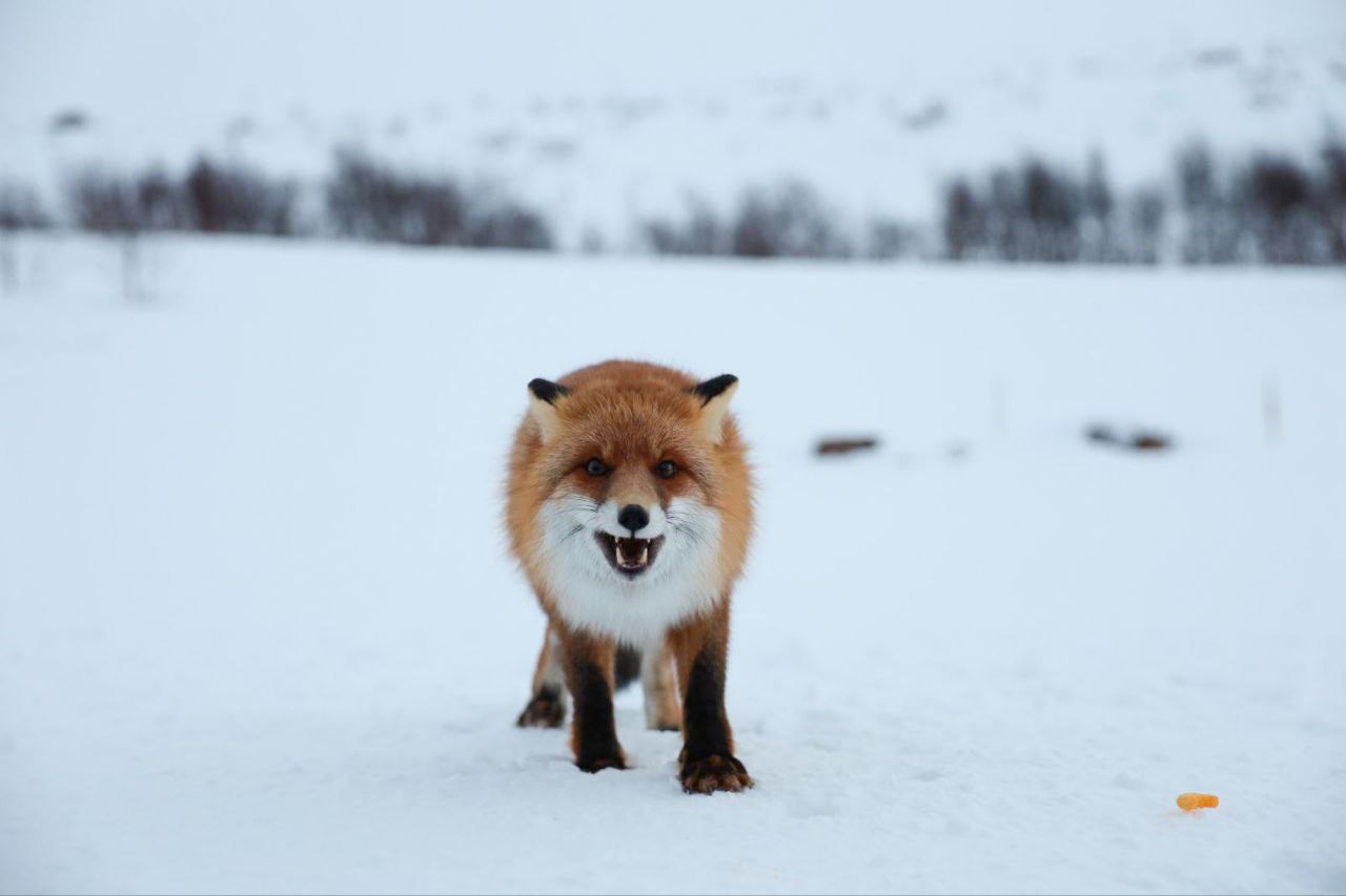 Аврора.Море.Ты. Териберка с выходом в море и проживанием (4/22)