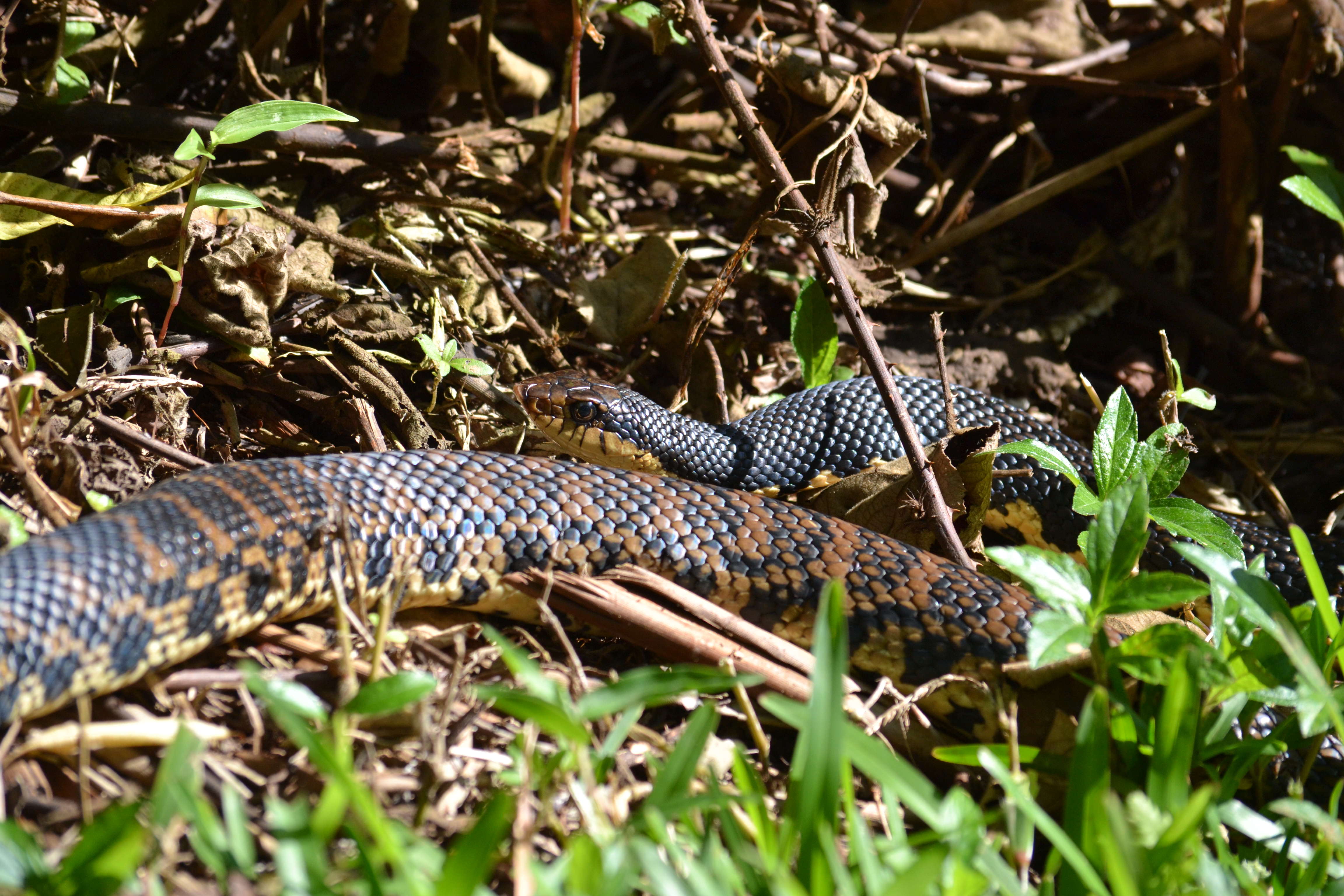 7 дней Экспедиция в тропические леса Восточного Мадагаскара (35/57)