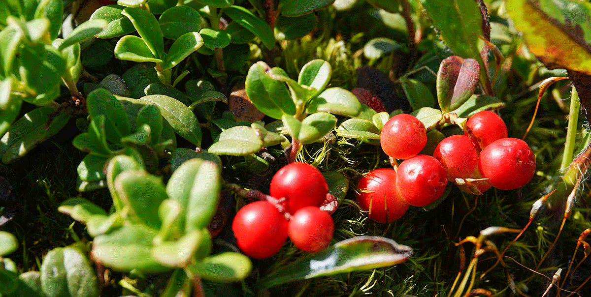Треккинг в Архыз. Максимальное погружение (44/80)