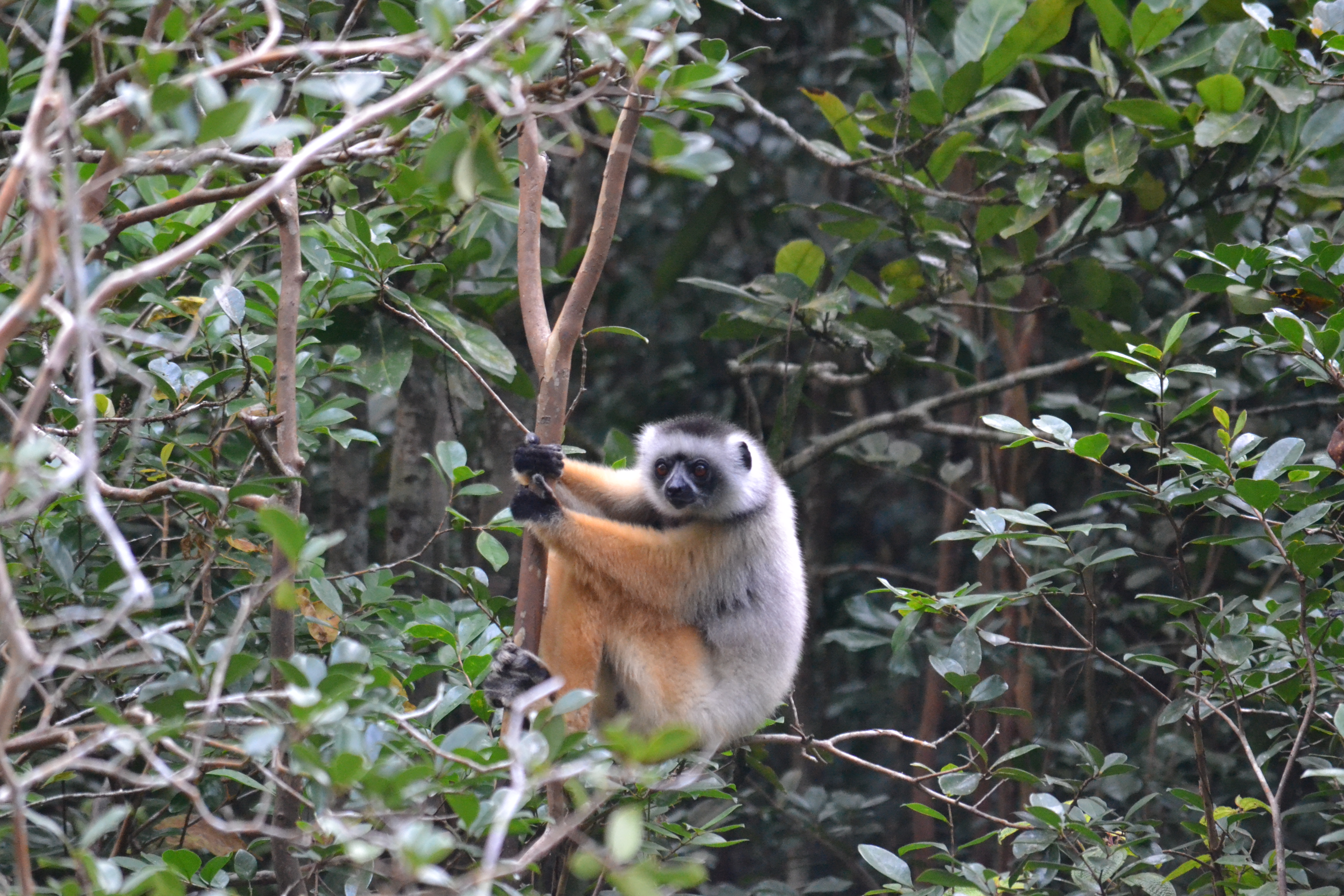 7 дней Экспедиция в тропические леса Восточного Мадагаскара (20/57)