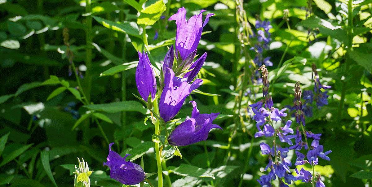 Треккинг в Архыз. Максимальное погружение (15/80)