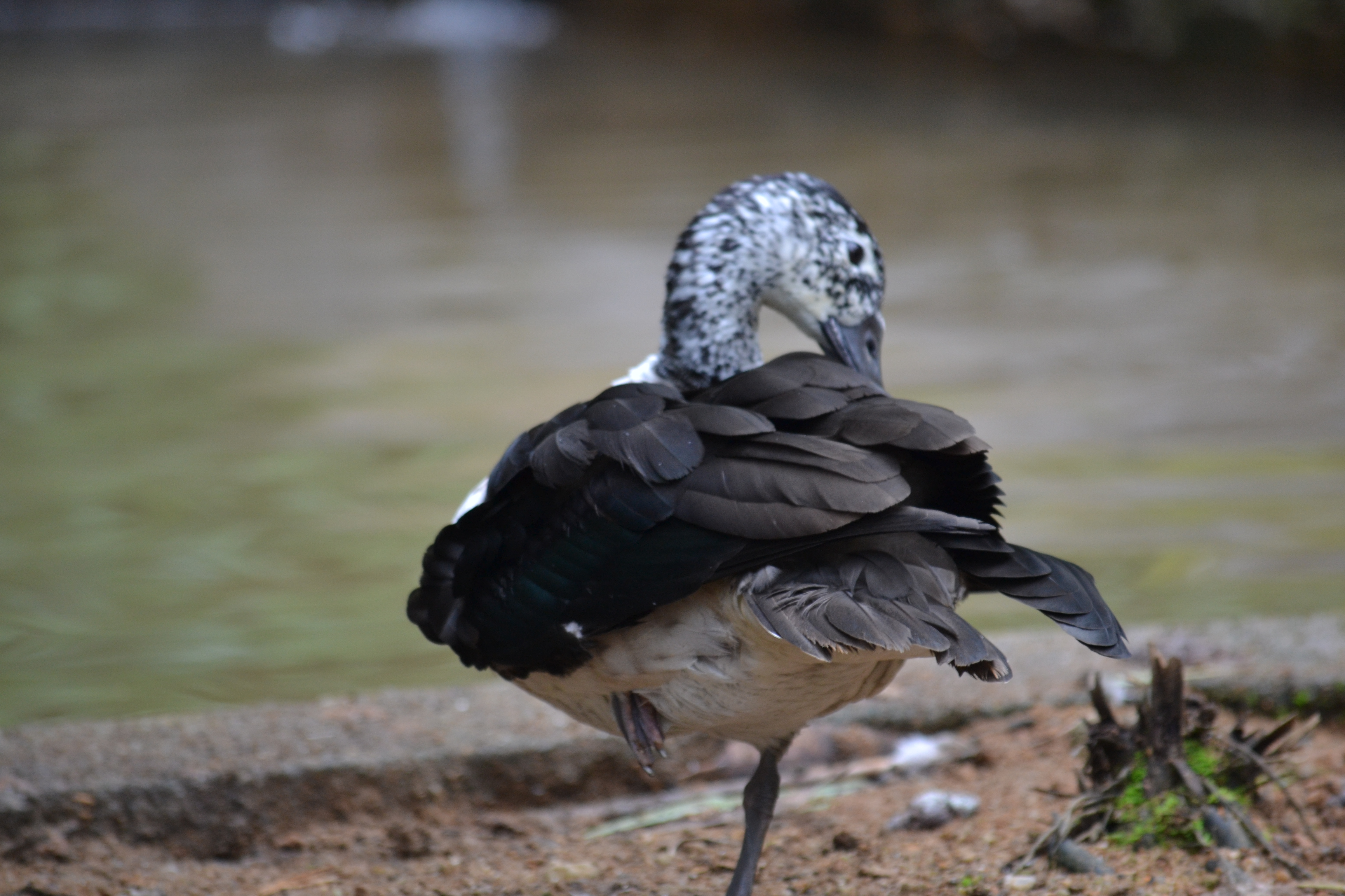 7 дней Экспедиция в тропические леса Восточного Мадагаскара (23/57)