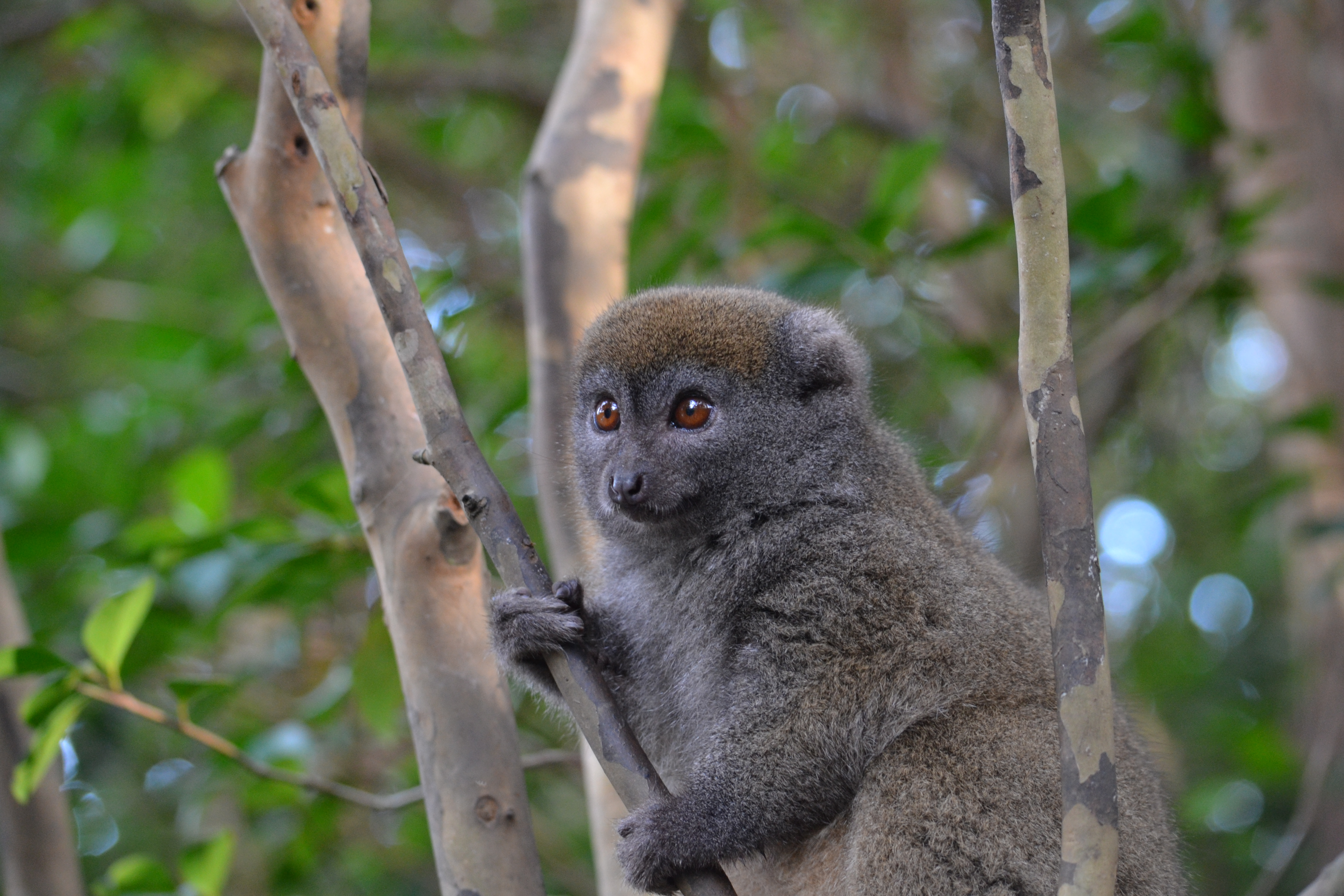 7 дней Экспедиция в тропические леса Восточного Мадагаскара (15/57)