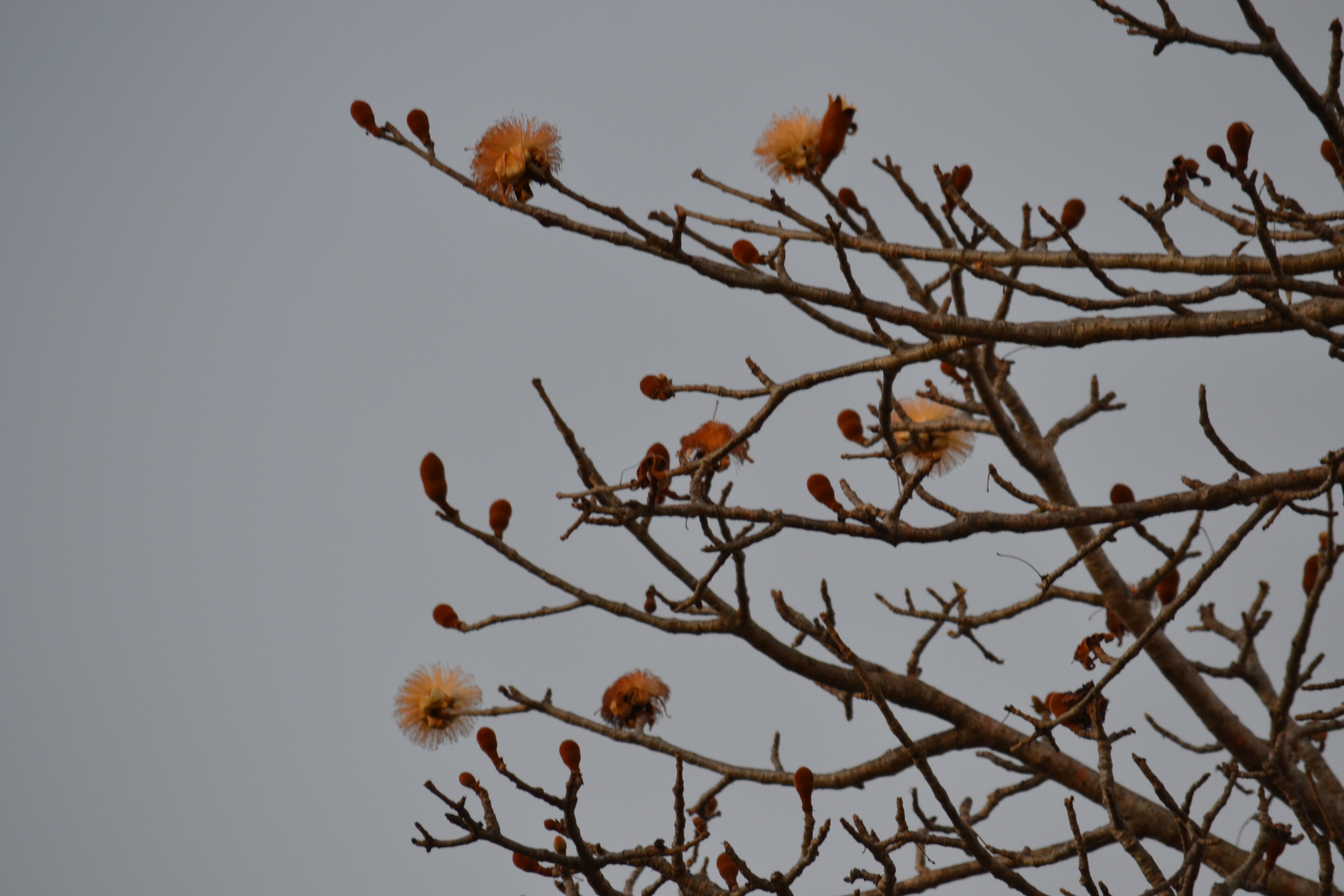 7 дней Экспедиция в тропические леса Восточного Мадагаскара (14/57)