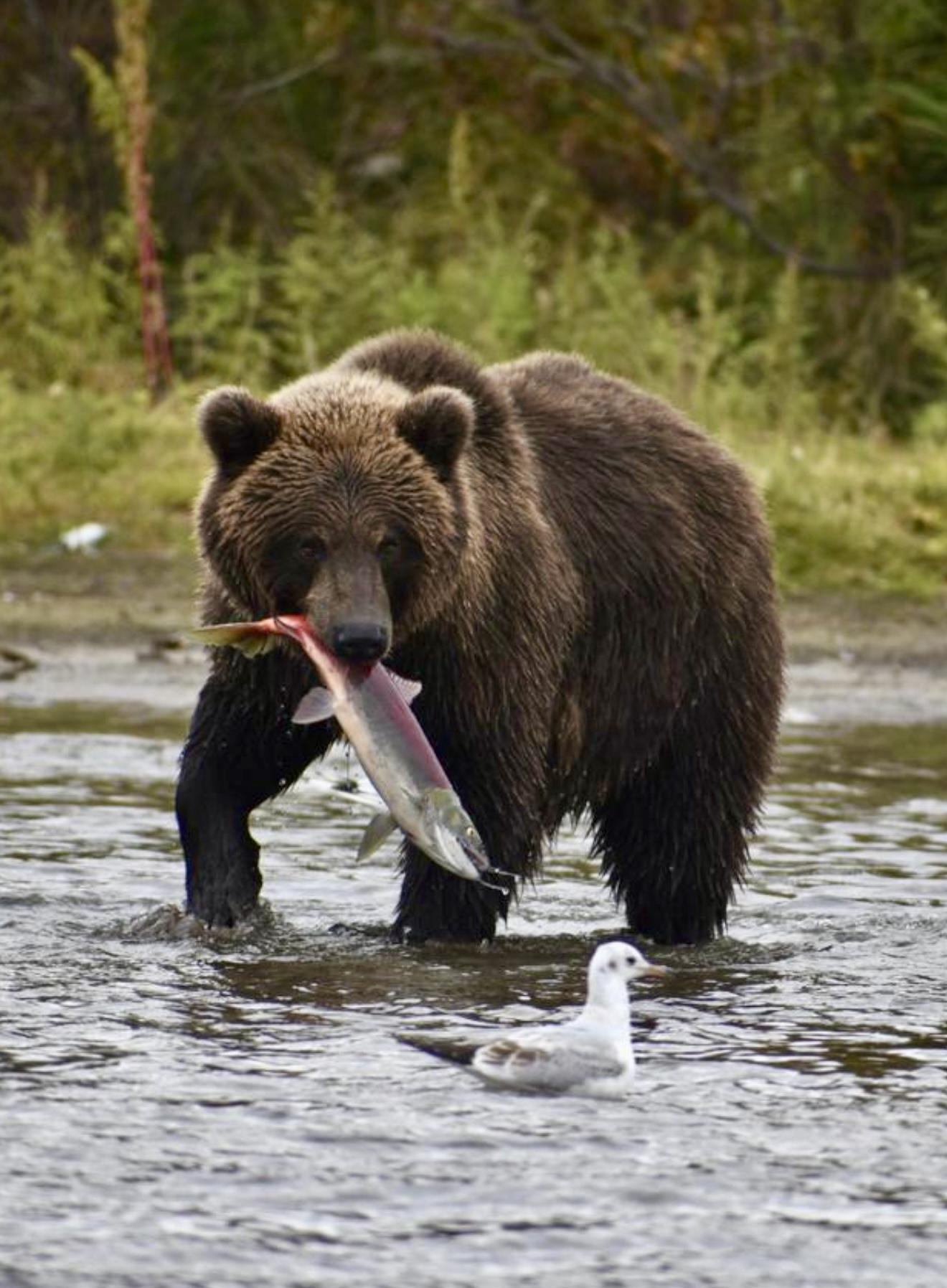 Камчатка: Вулканы, Киты, Медведи (9/40)