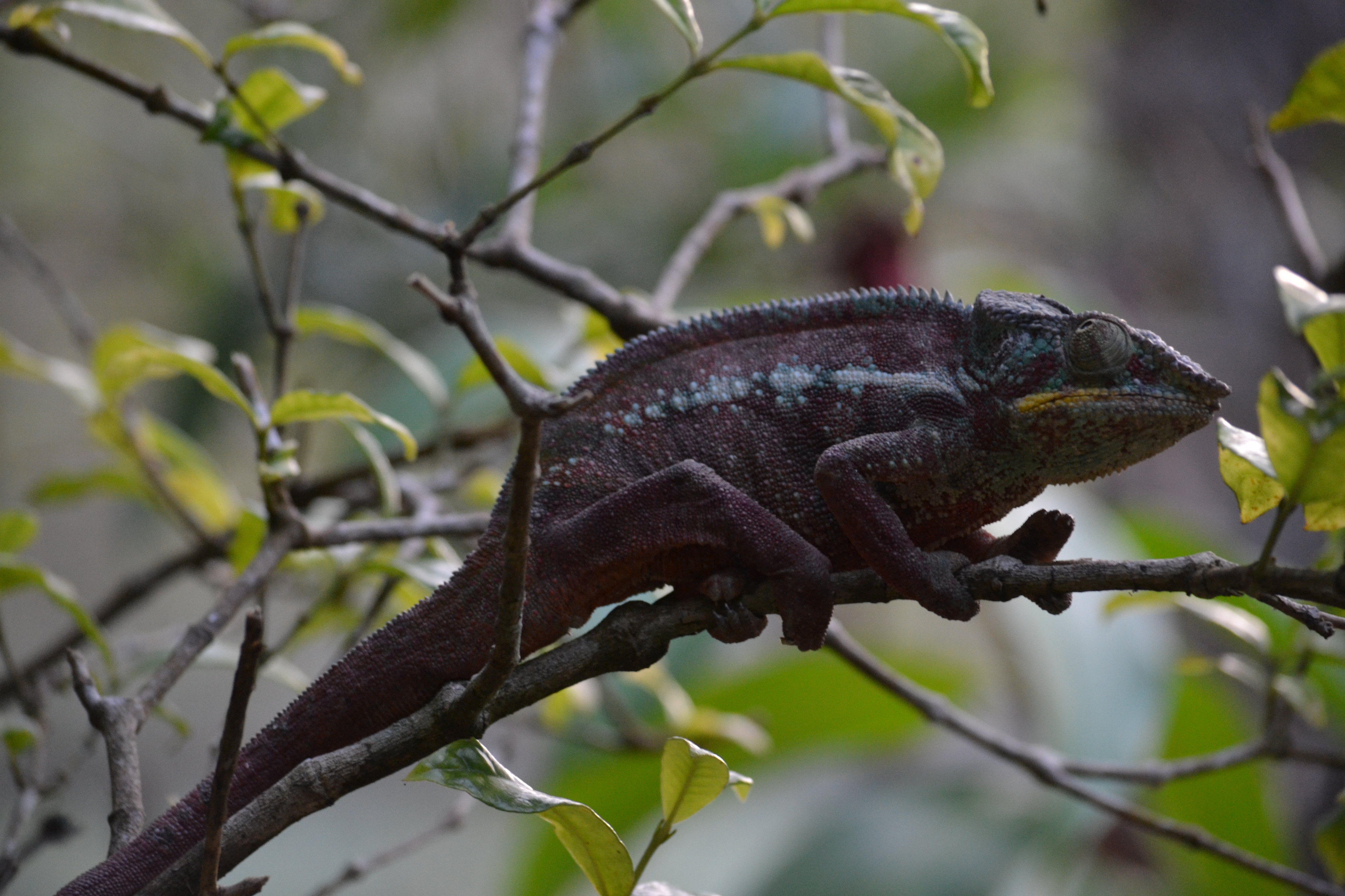 7 дней Экспедиция в тропические леса Восточного Мадагаскара (37/57)