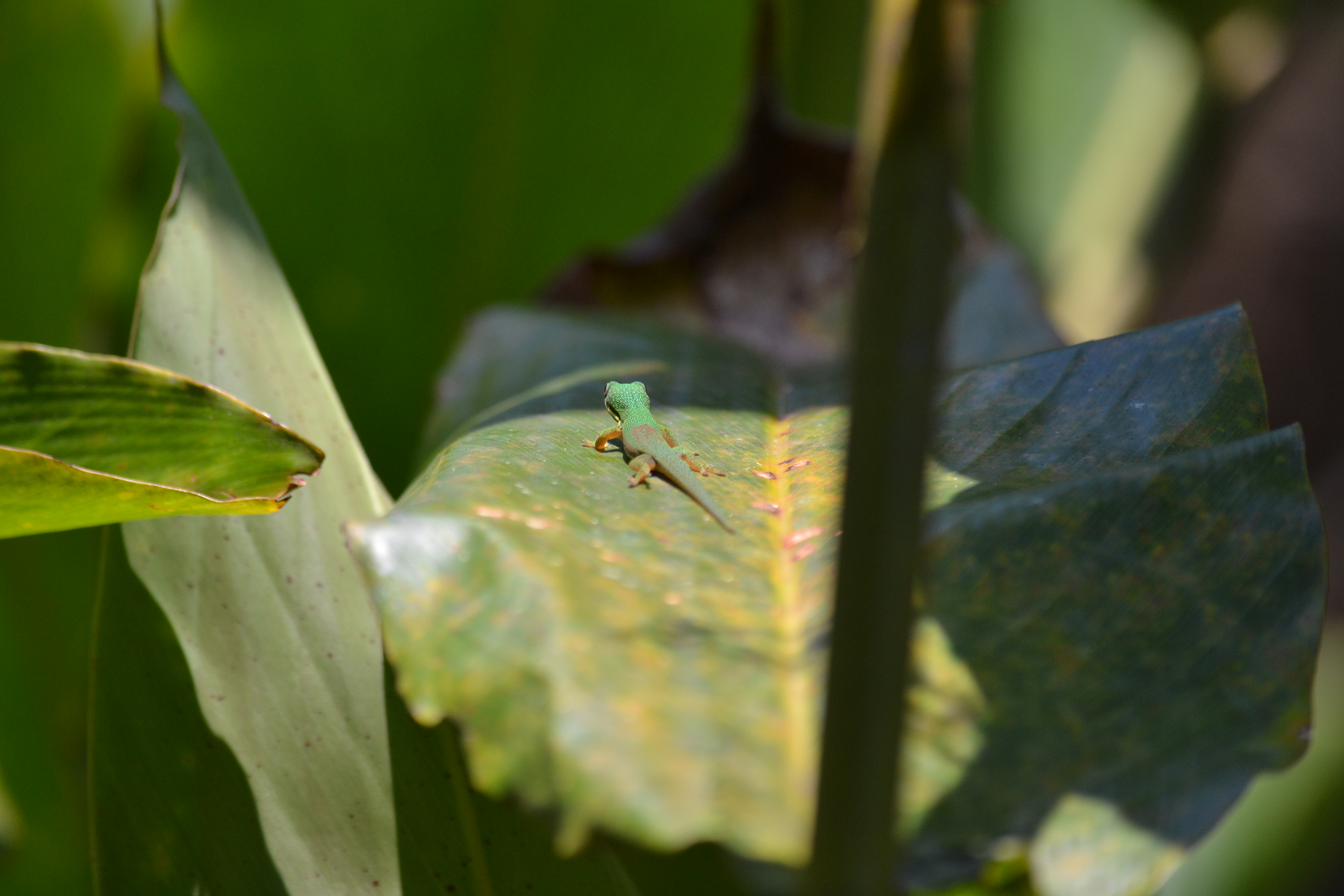 7 дней Экспедиция в тропические леса Восточного Мадагаскара (34/57)
