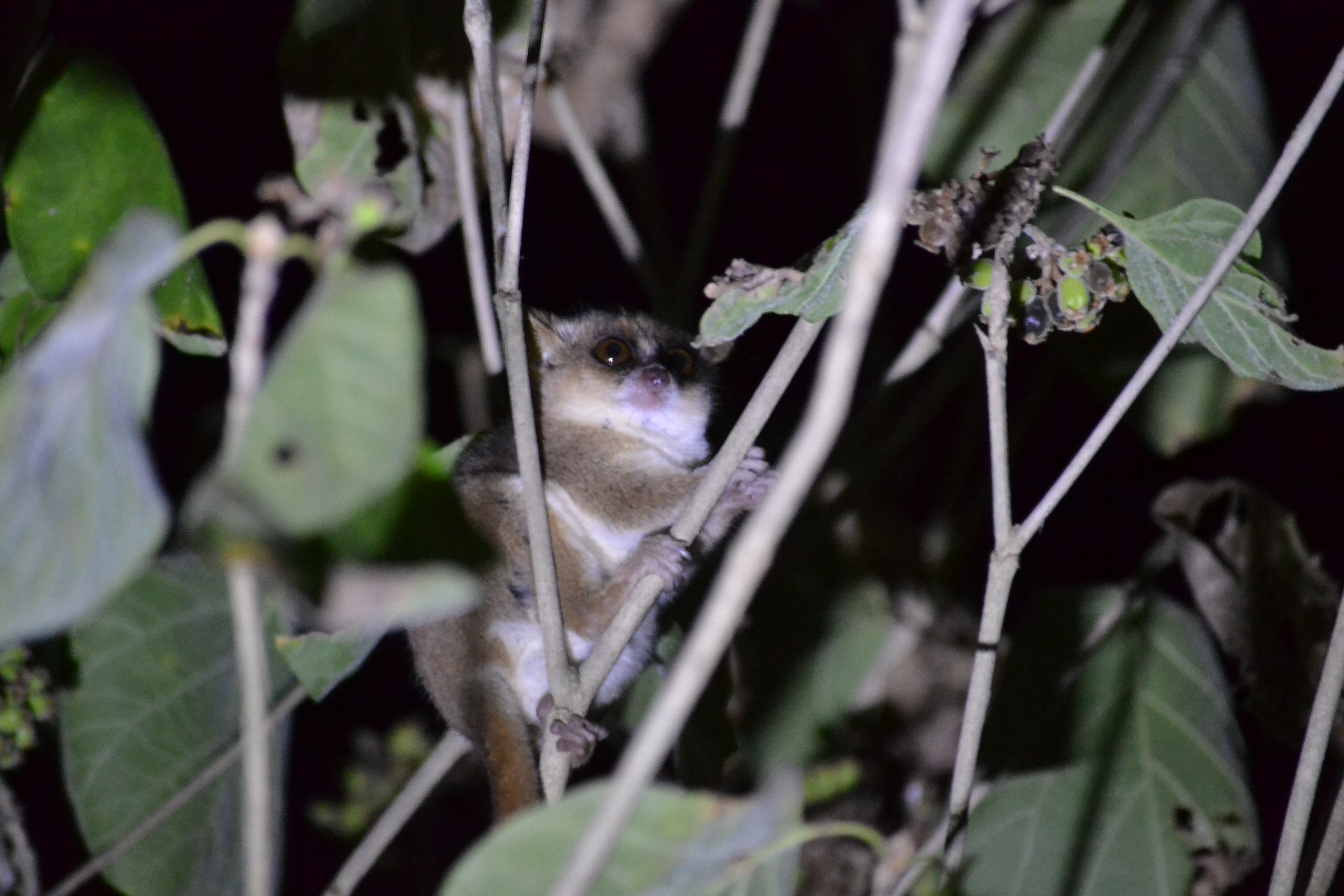 7 дней Экспедиция в тропические леса Восточного Мадагаскара (11/57)