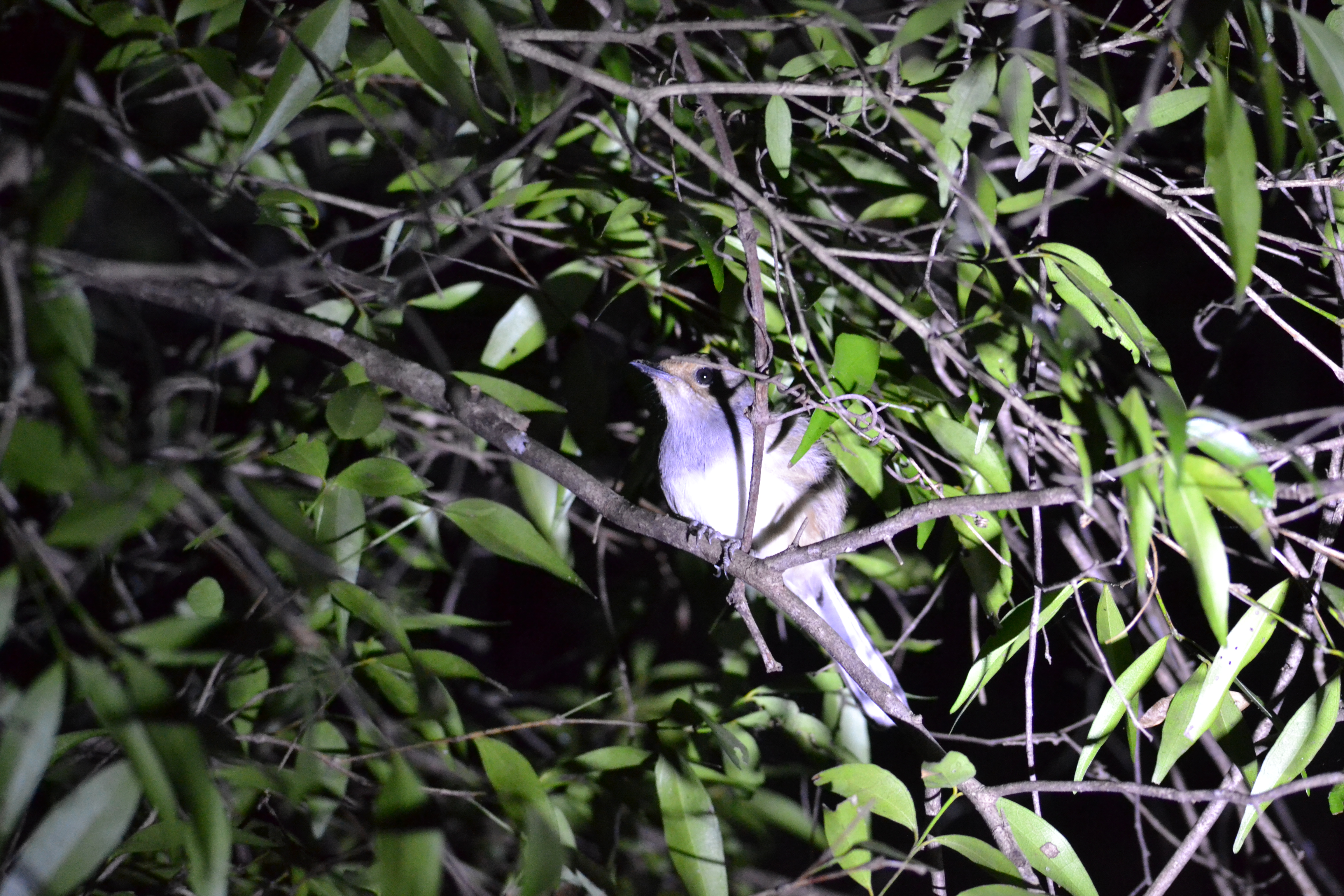 7 дней Экспедиция в тропические леса Восточного Мадагаскара (10/57)