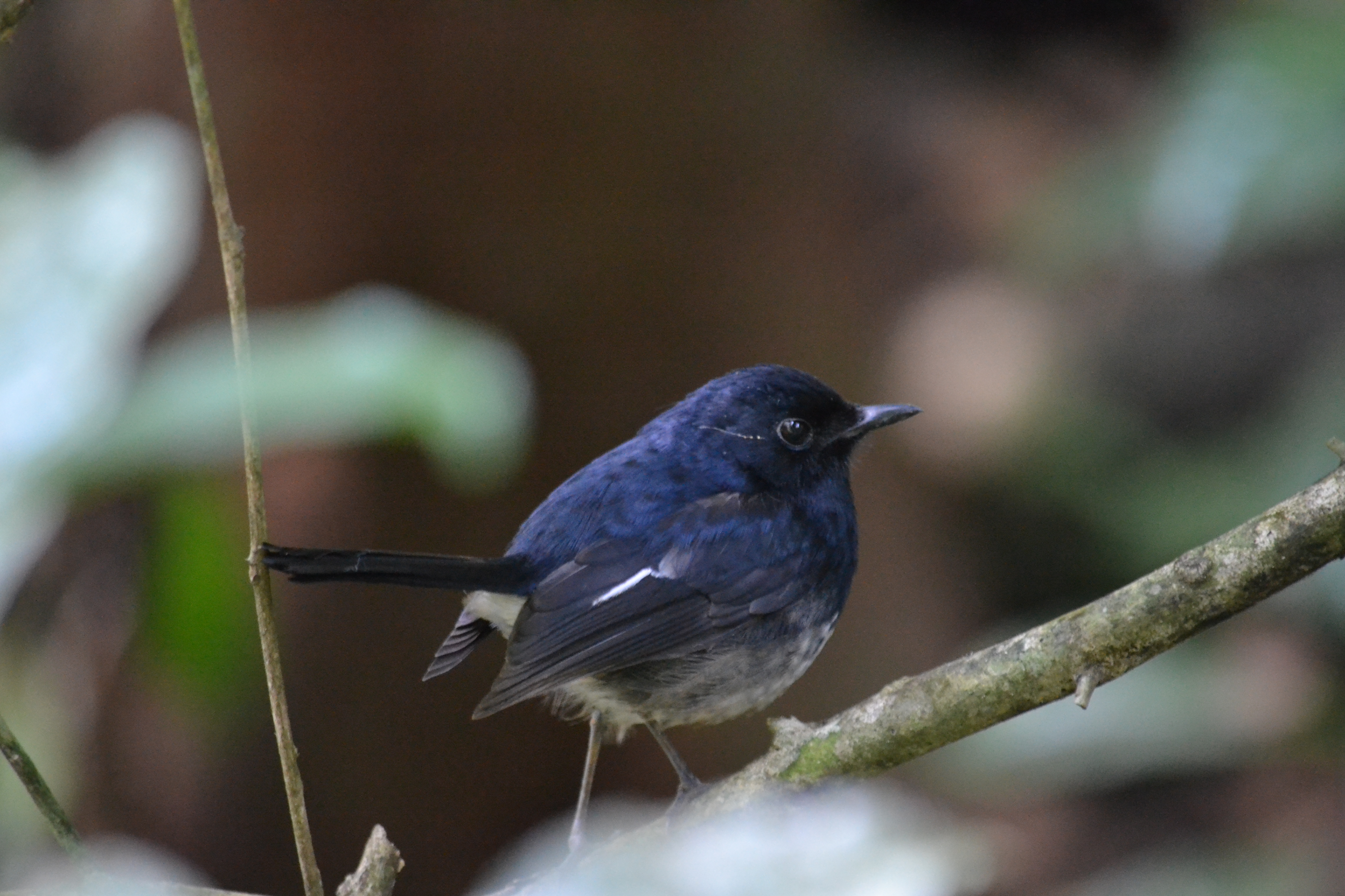 7 дней Экспедиция в тропические леса Восточного Мадагаскара (32/57)