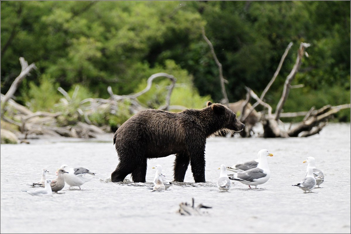 Возвращение домой