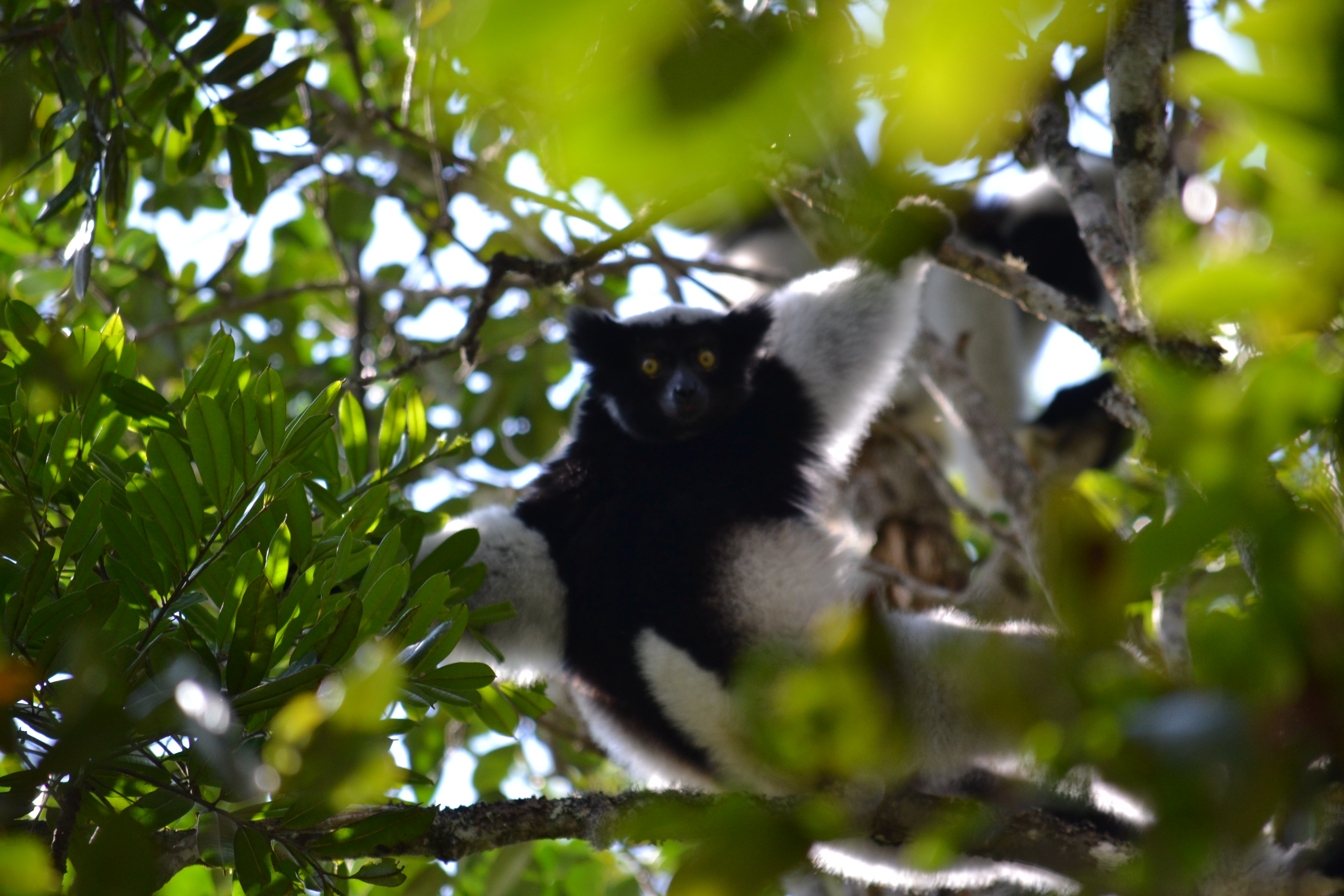7 дней Экспедиция в тропические леса Восточного Мадагаскара (31/57)