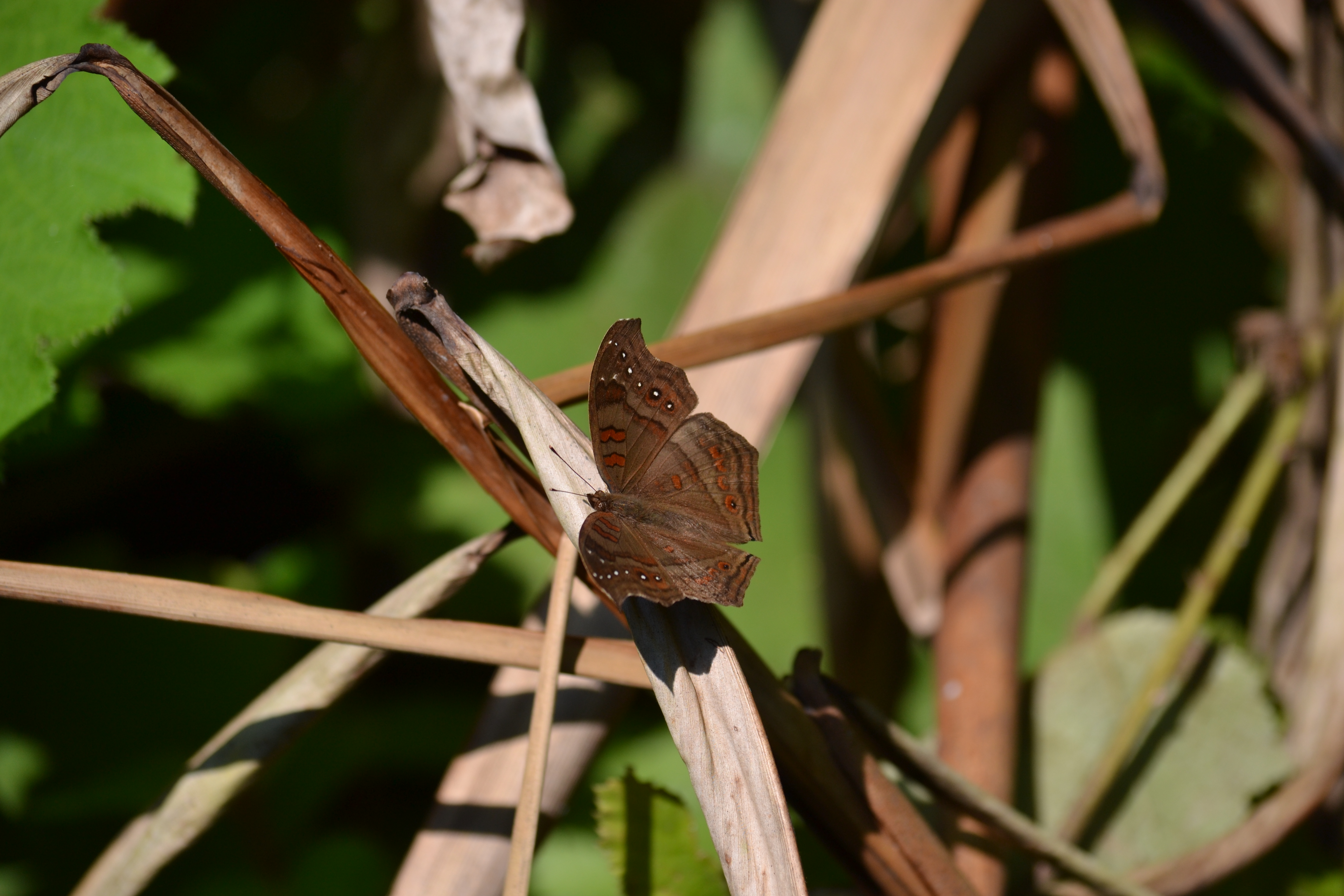 7 дней Экспедиция в тропические леса Восточного Мадагаскара (33/57)