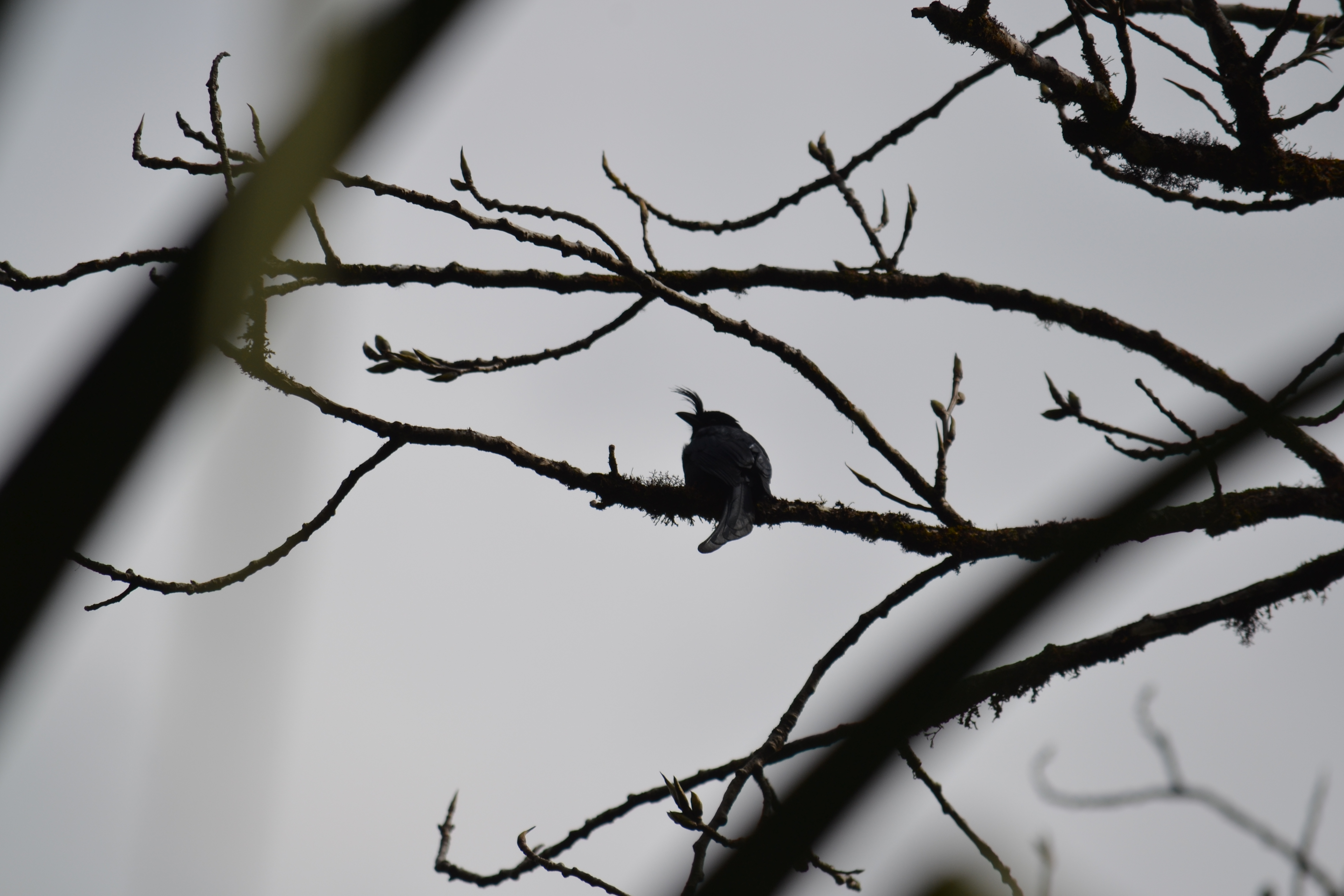 7 дней Экспедиция в тропические леса Восточного Мадагаскара (25/57)