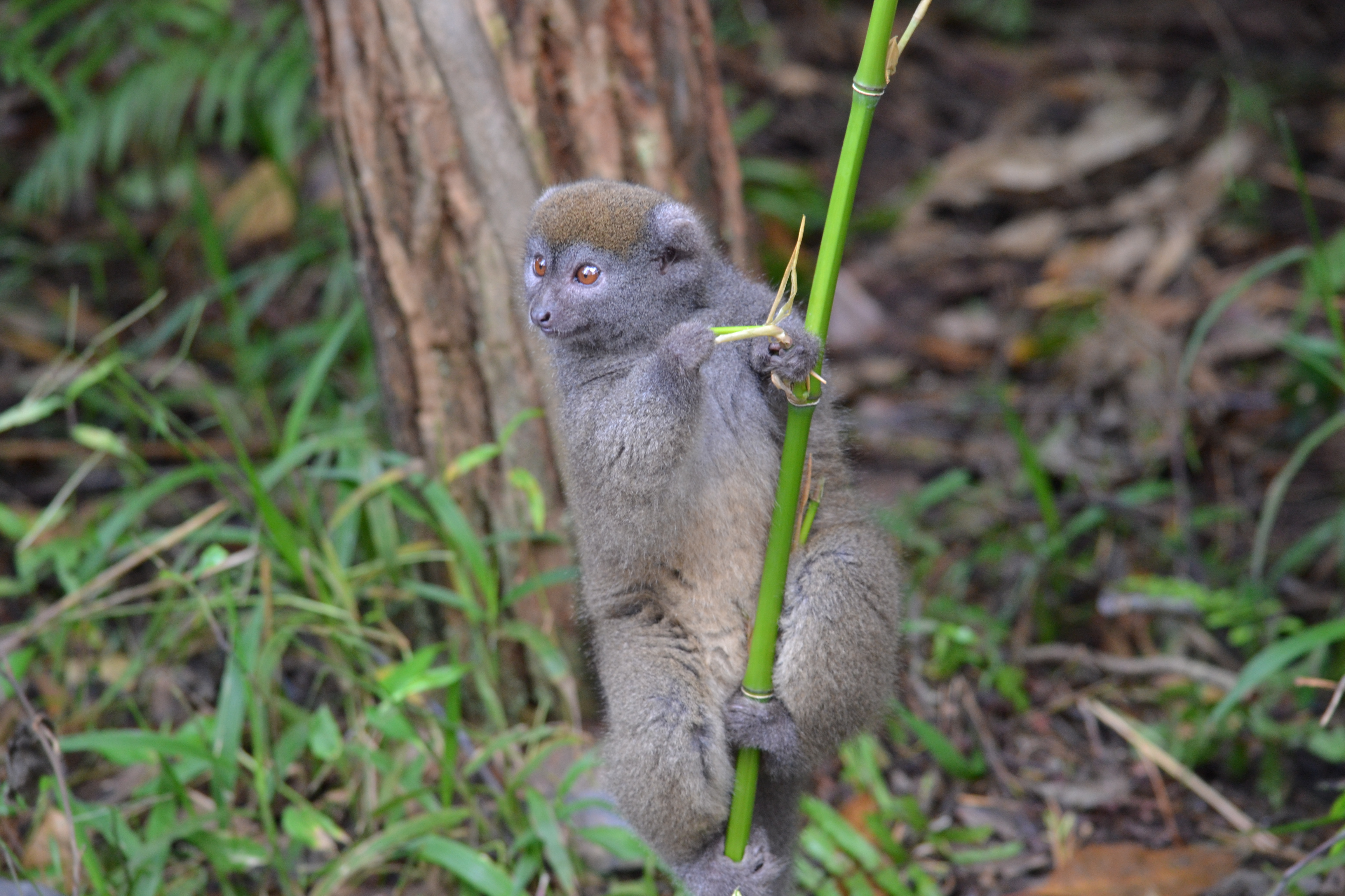 7 дней Экспедиция в тропические леса Восточного Мадагаскара (18/57)
