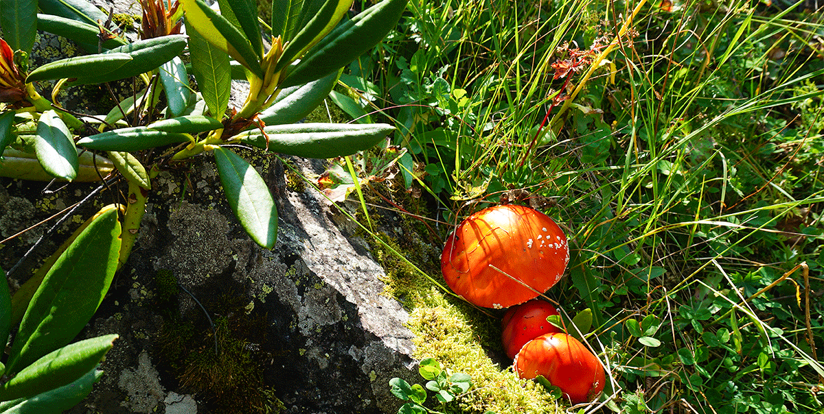 Треккинг в Архыз. Максимальное погружение (11/80)