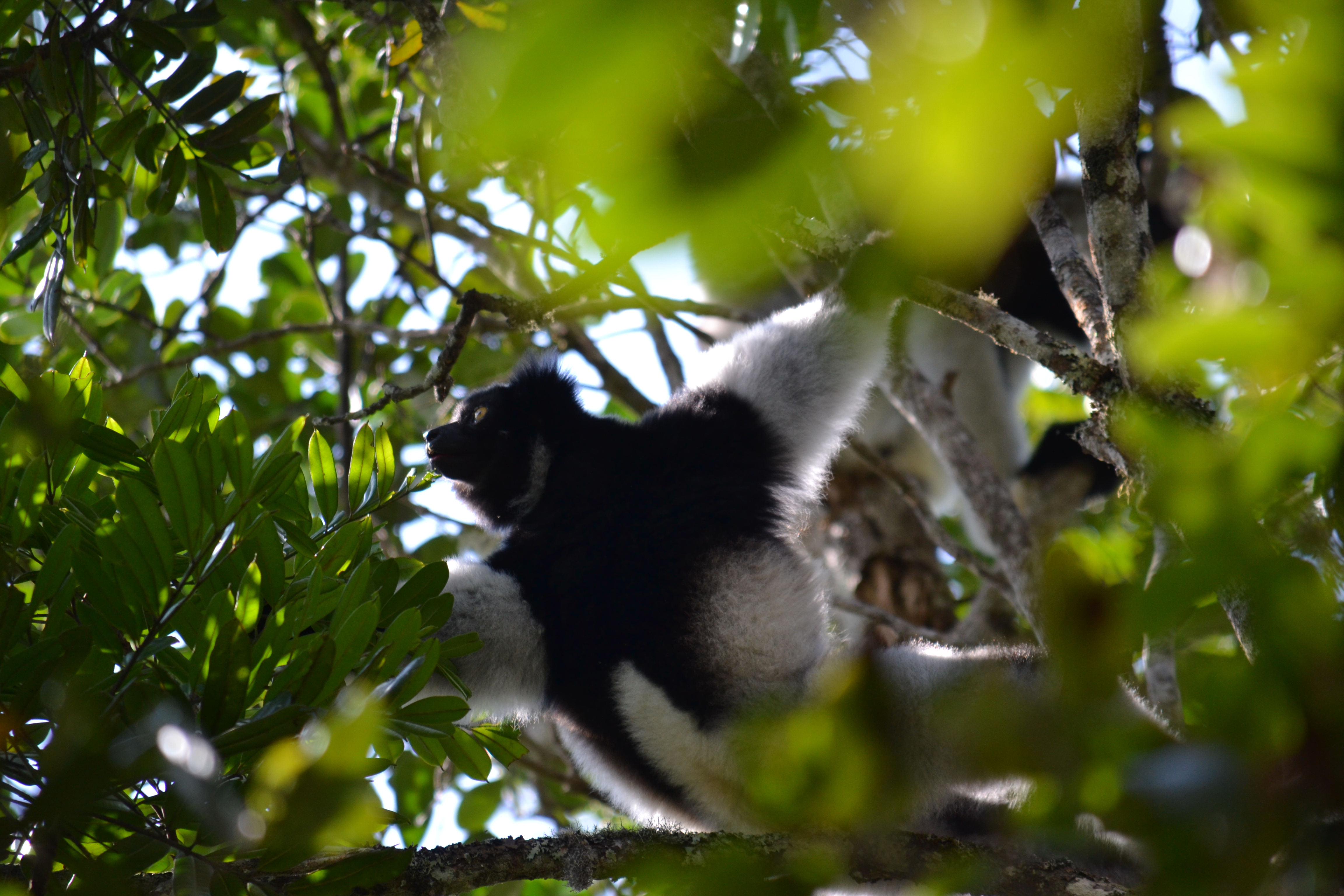 7 дней Экспедиция в тропические леса Восточного Мадагаскара (27/57)