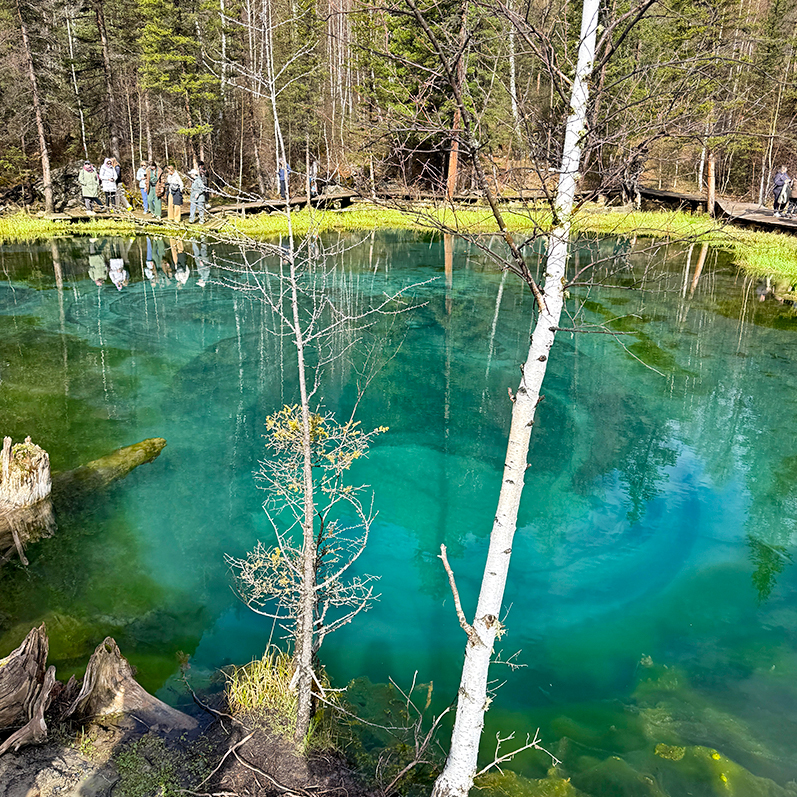 Цветение маральника на Алтае. Майские в сиреневых горах. (39/79)