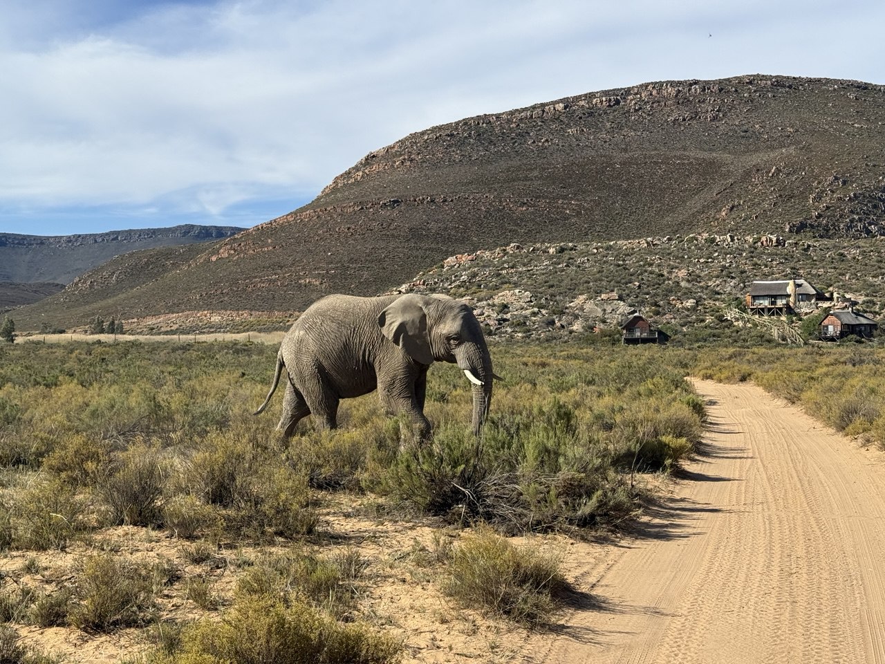Ataraxia, дорога и сафари в золотом свете