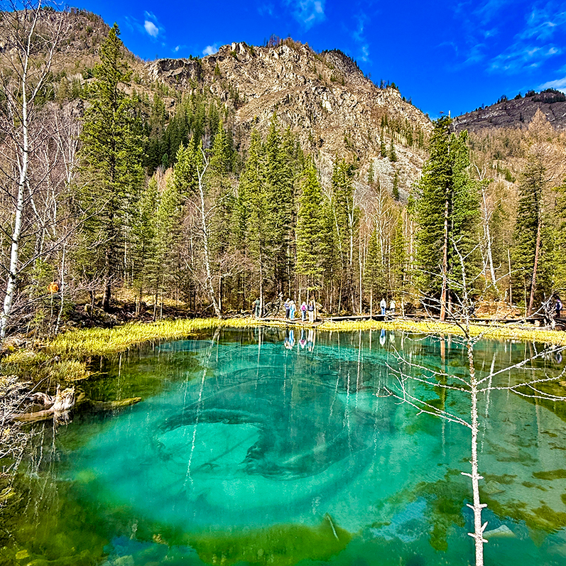 Цветение маральника на Алтае. Майские в сиреневых горах. (35/79)