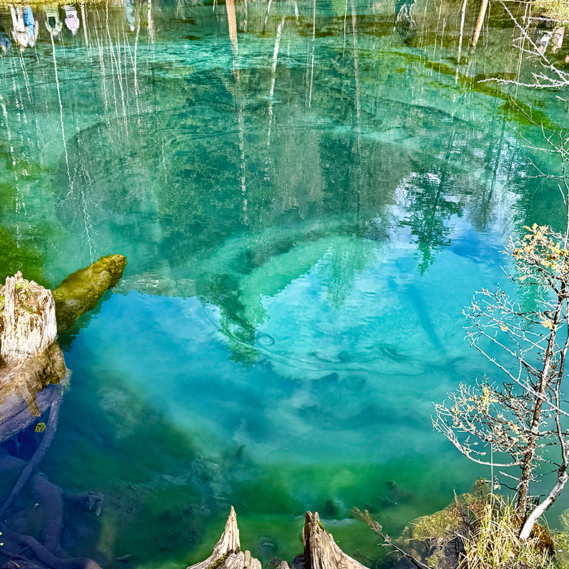 Цветение маральника на Алтае. Майские в сиреневых горах. (38/79)