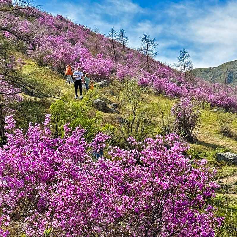 Цветение маральника на Алтае. Майские в сиреневых горах. (45/79)