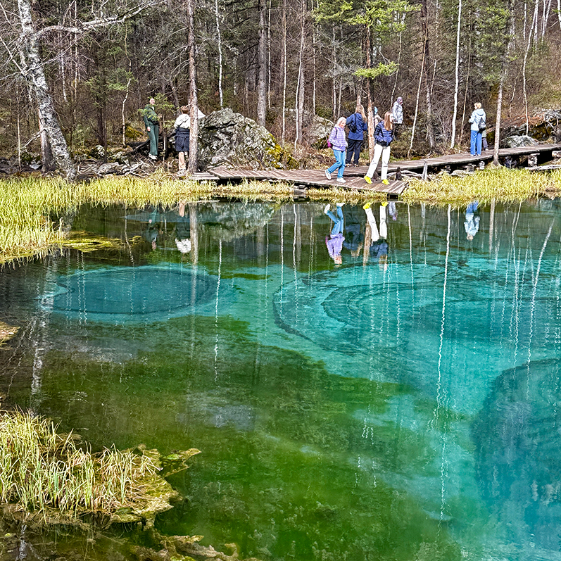 Цветение маральника на Алтае. Майские в сиреневых горах. (36/79)