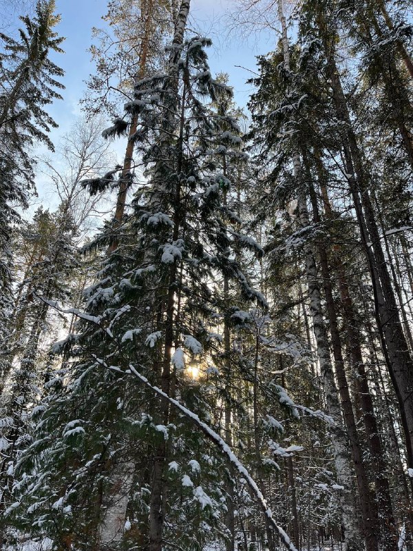 Перезагрузка В Сердце Тайги (4/13)