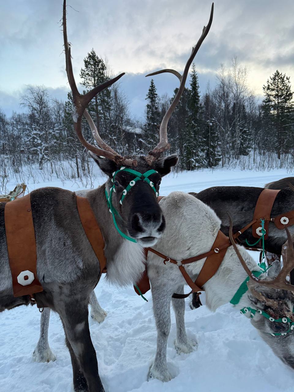 Саамские мотивы