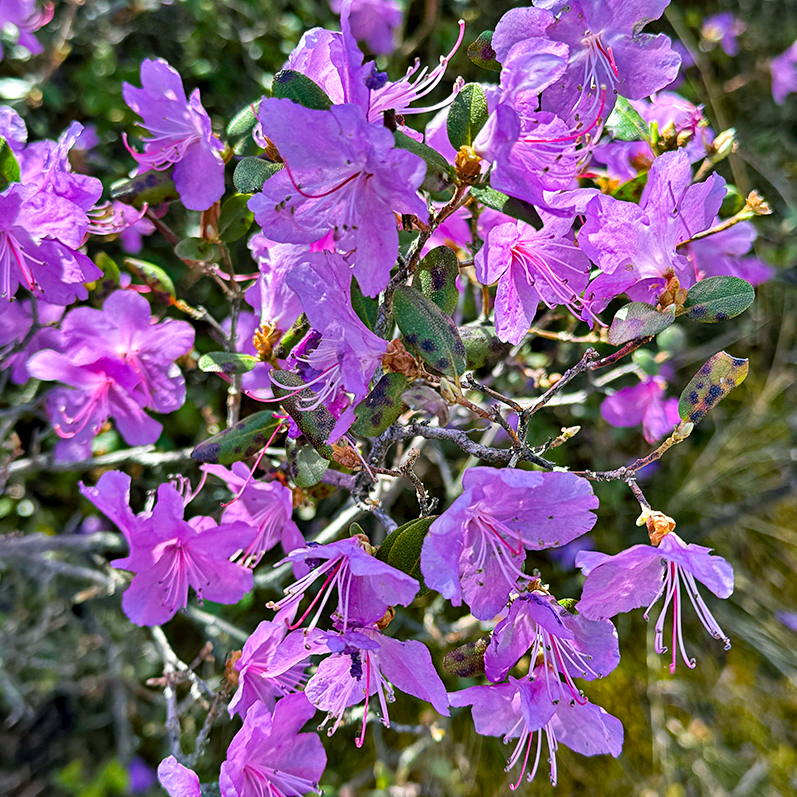 Цветение маральника на Алтае. Майские в сиреневых горах. (48/79)