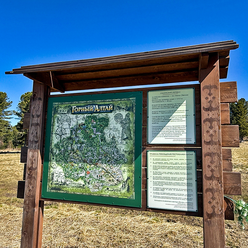 Цветение маральника на Алтае. Майские в сиреневых горах. (5/79)