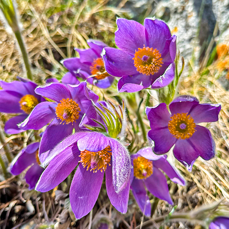 Цветение маральника на Алтае. Майские в сиреневых горах. (9/79)