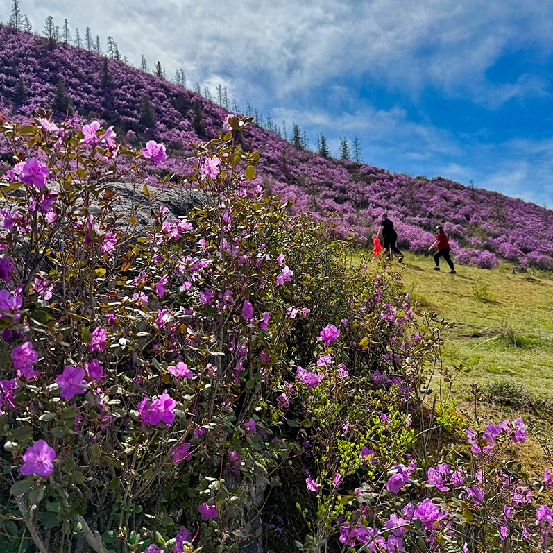 Цветение маральника на Алтае. Майские в сиреневых горах. (43/79)
