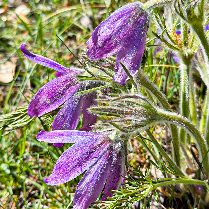 Цветение маральника на Алтае. Майские в сиреневых горах. (30/79)